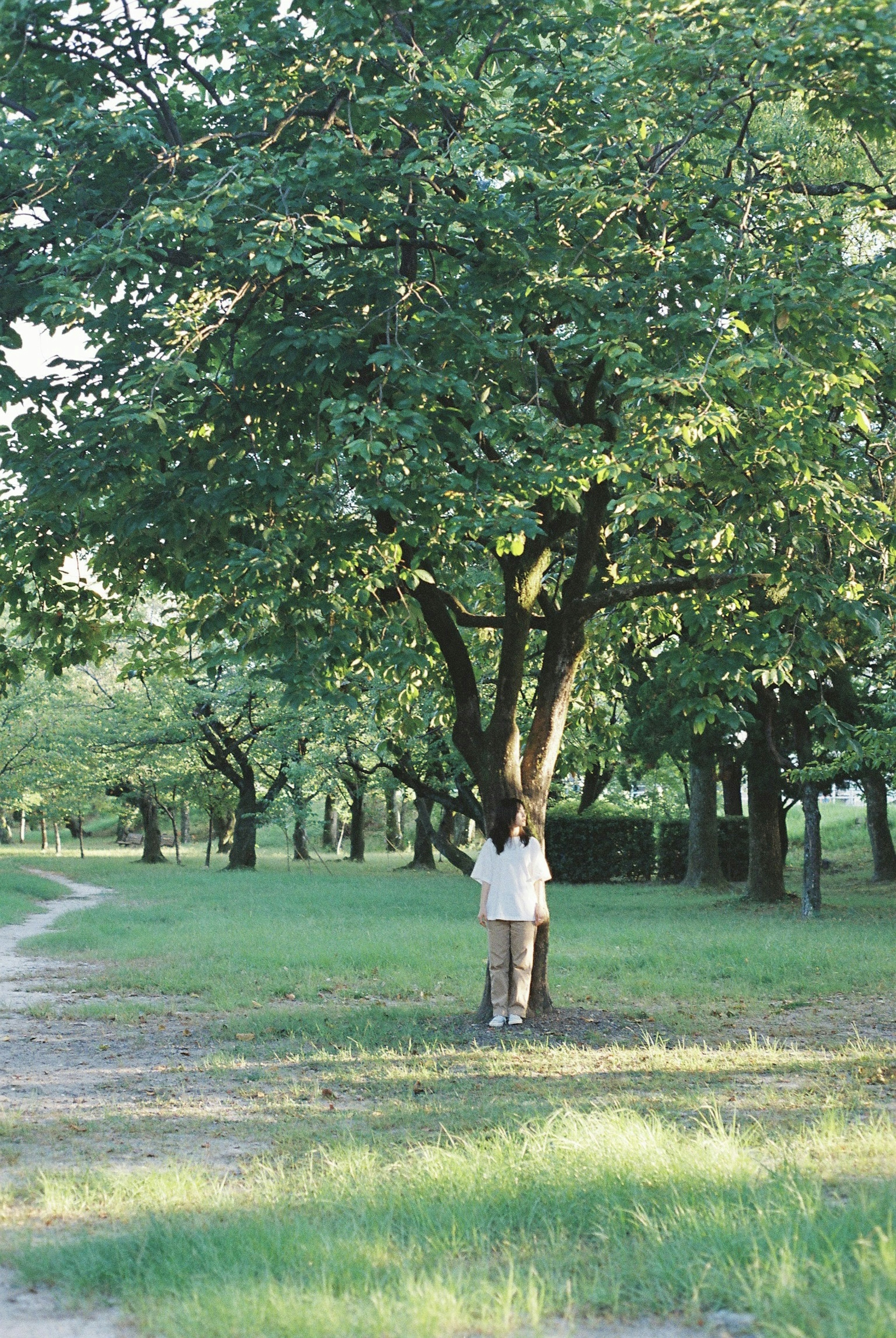 Personne debout sous un grand arbre vert dans un parc