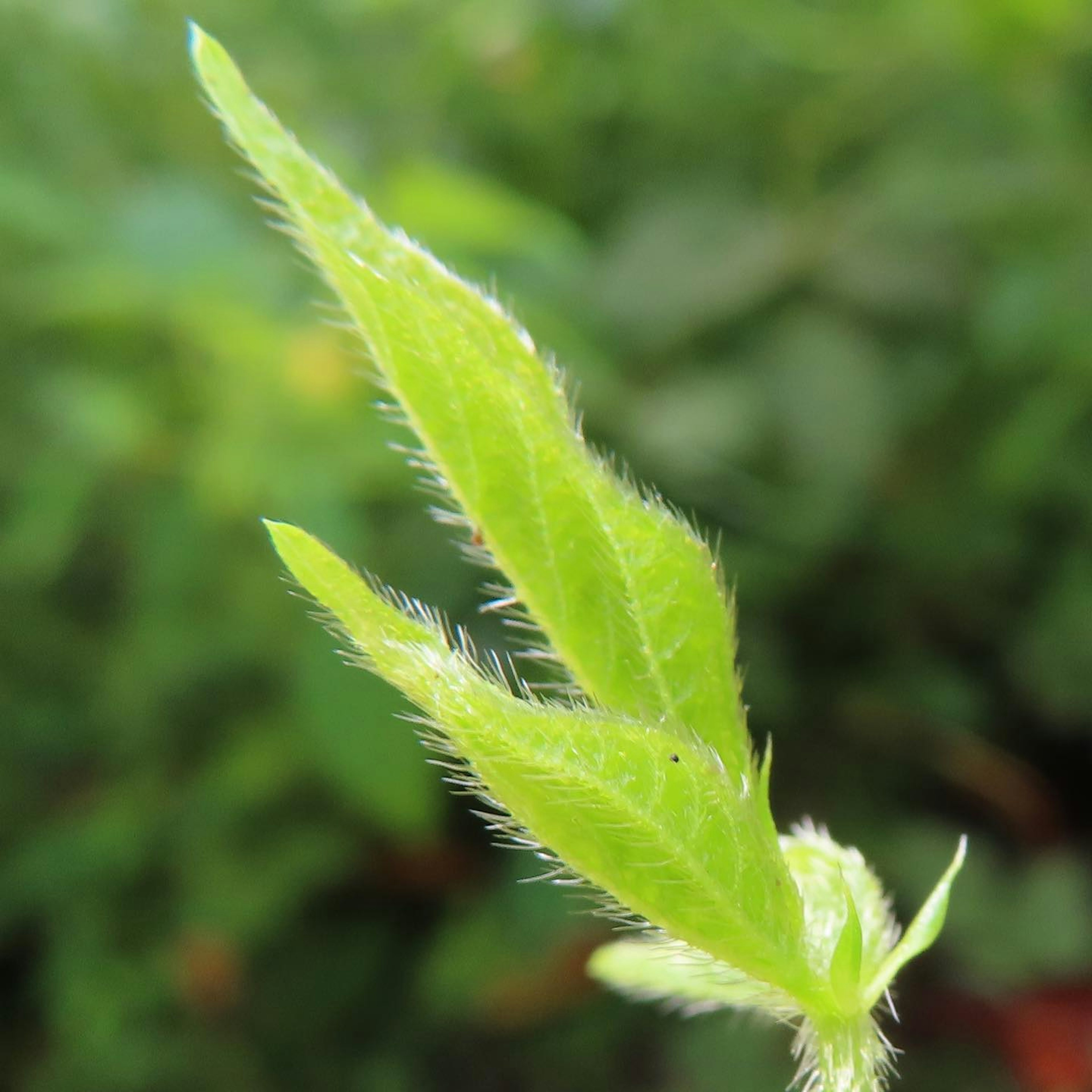 Foglia verde vibrante con forma slanciata e peli morbidi