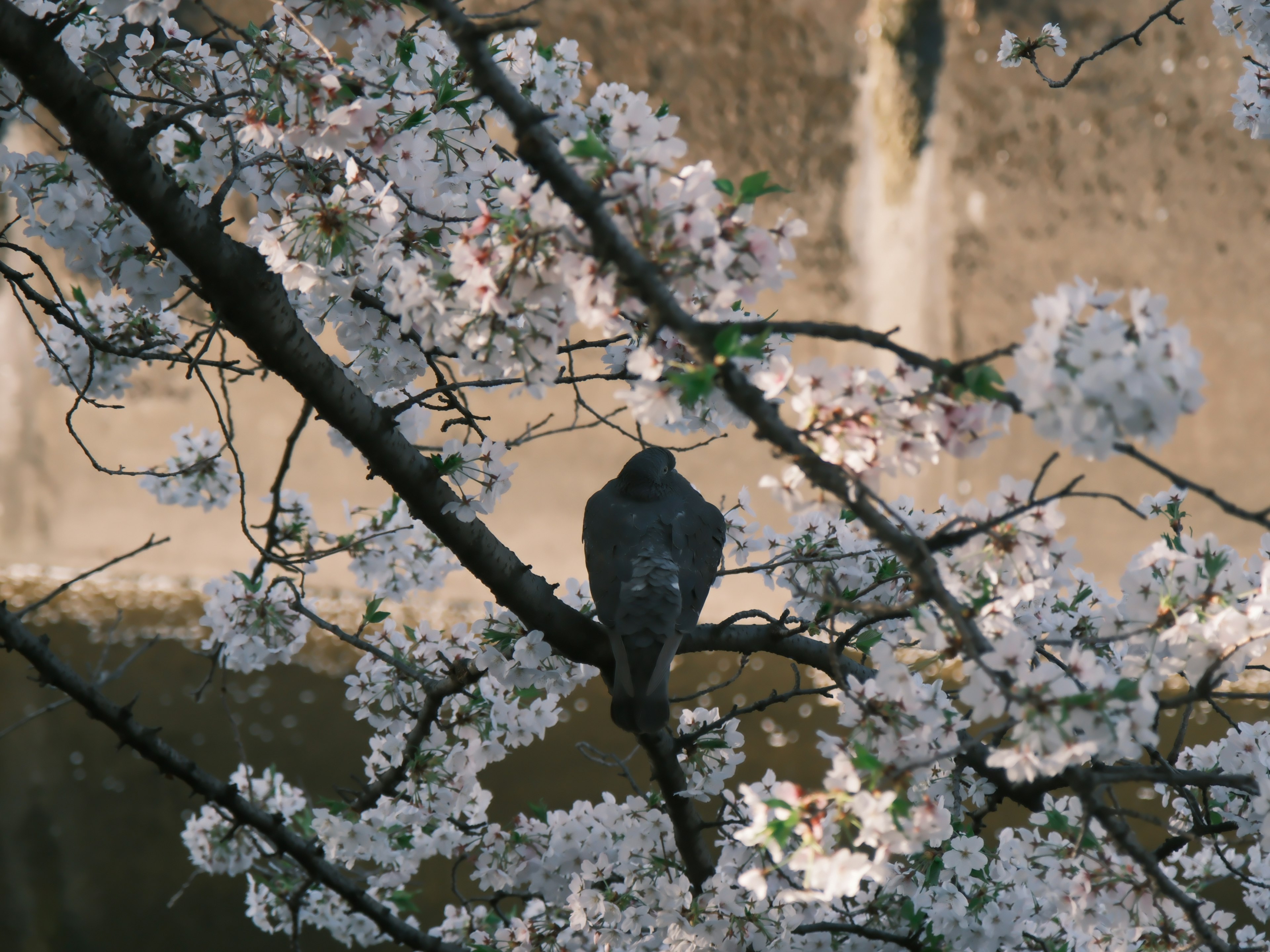 Un pájaro posado en un árbol de flores de cerezo