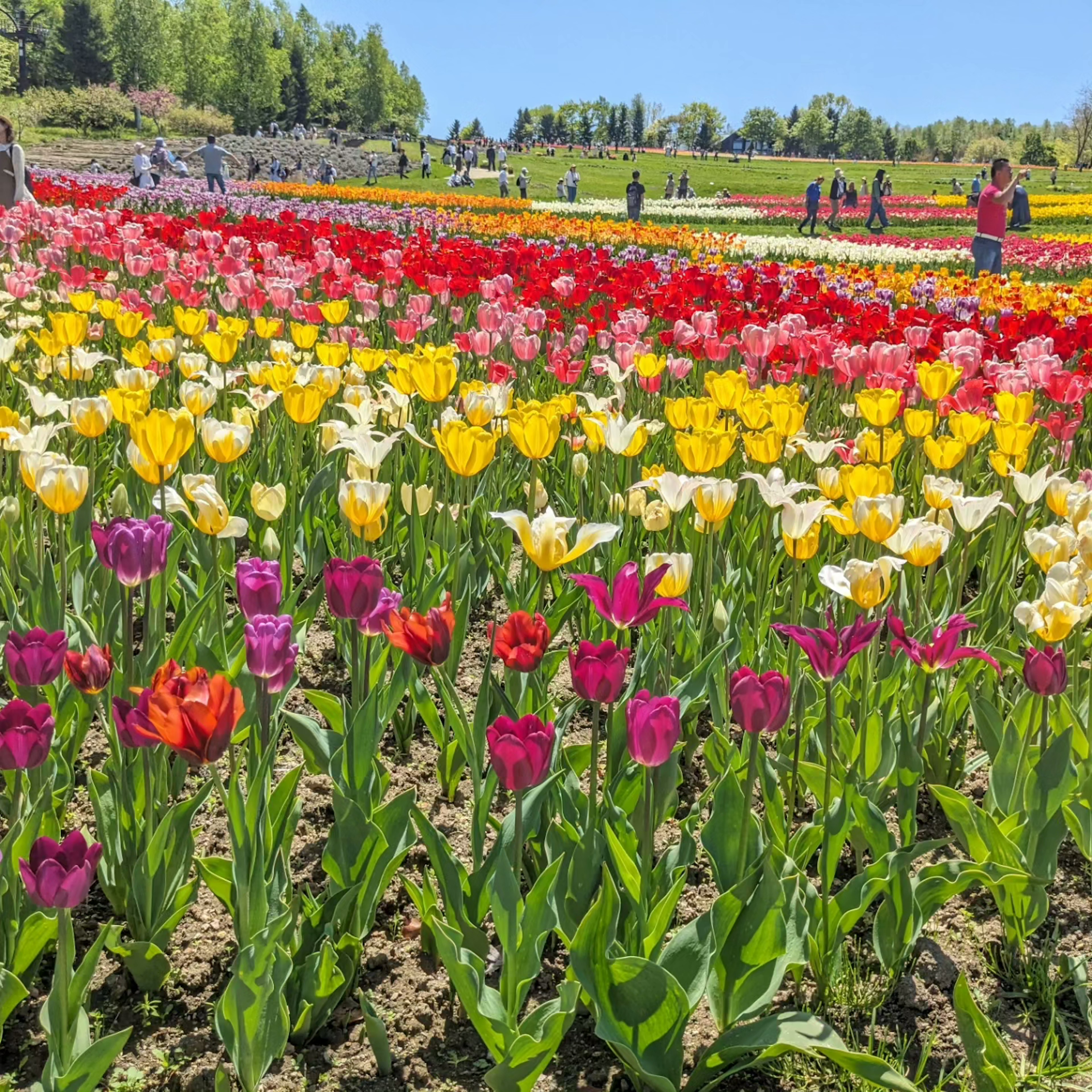 ทุ่งทิวลิปที่มีสีสันสดใส พร้อมคนเดินเล่นอยู่ท่ามกลางดอกไม้