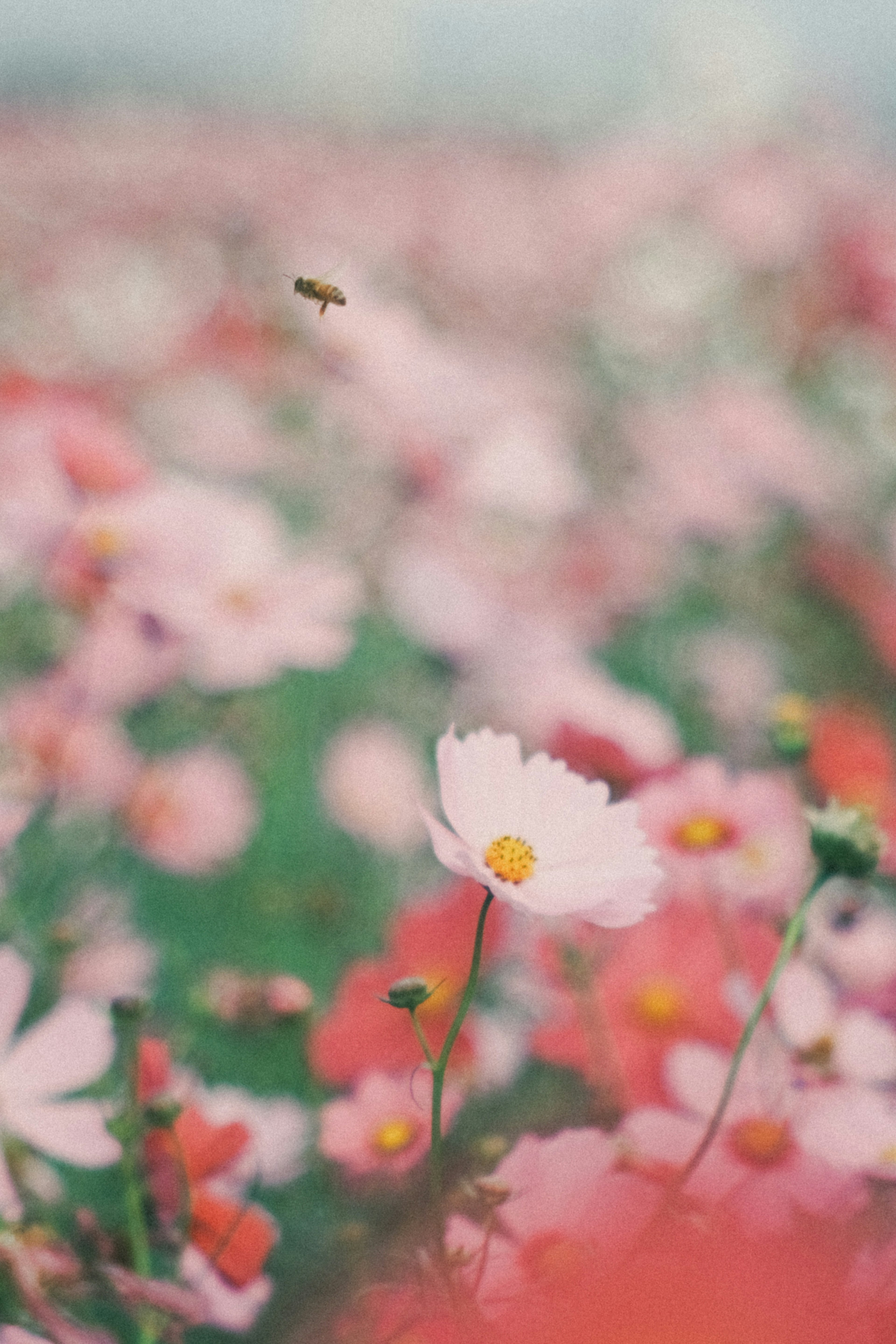 Vibrant pink flowers in a field with a bee flying