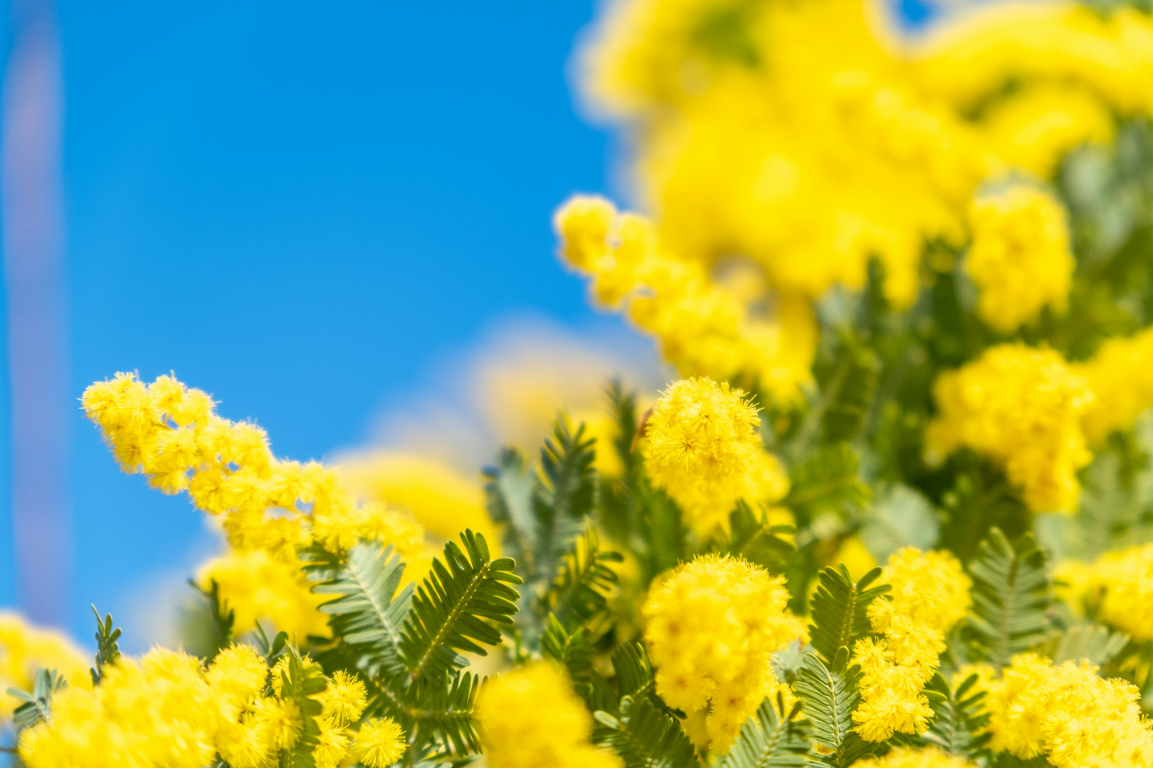 青空を背景にした鮮やかな黄色のミモザの花