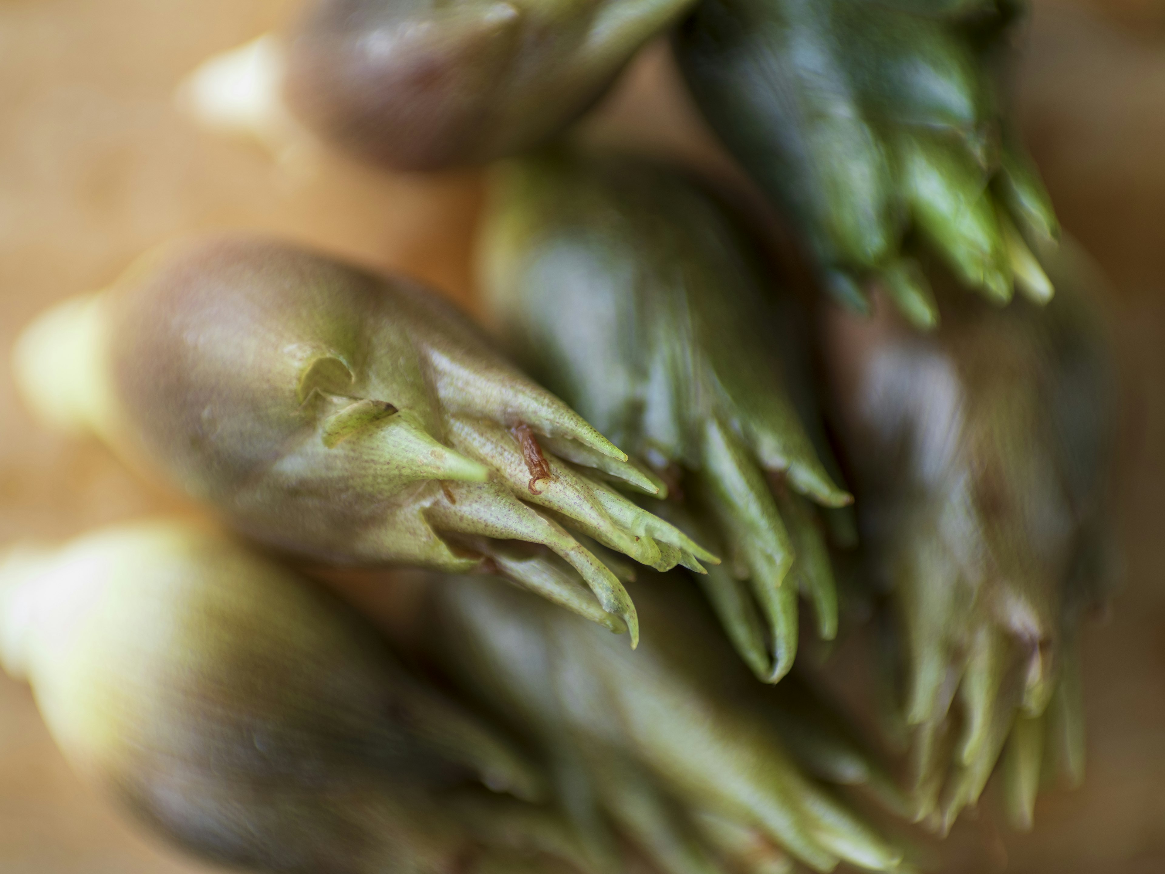 Close-up photo of green sprouting plants