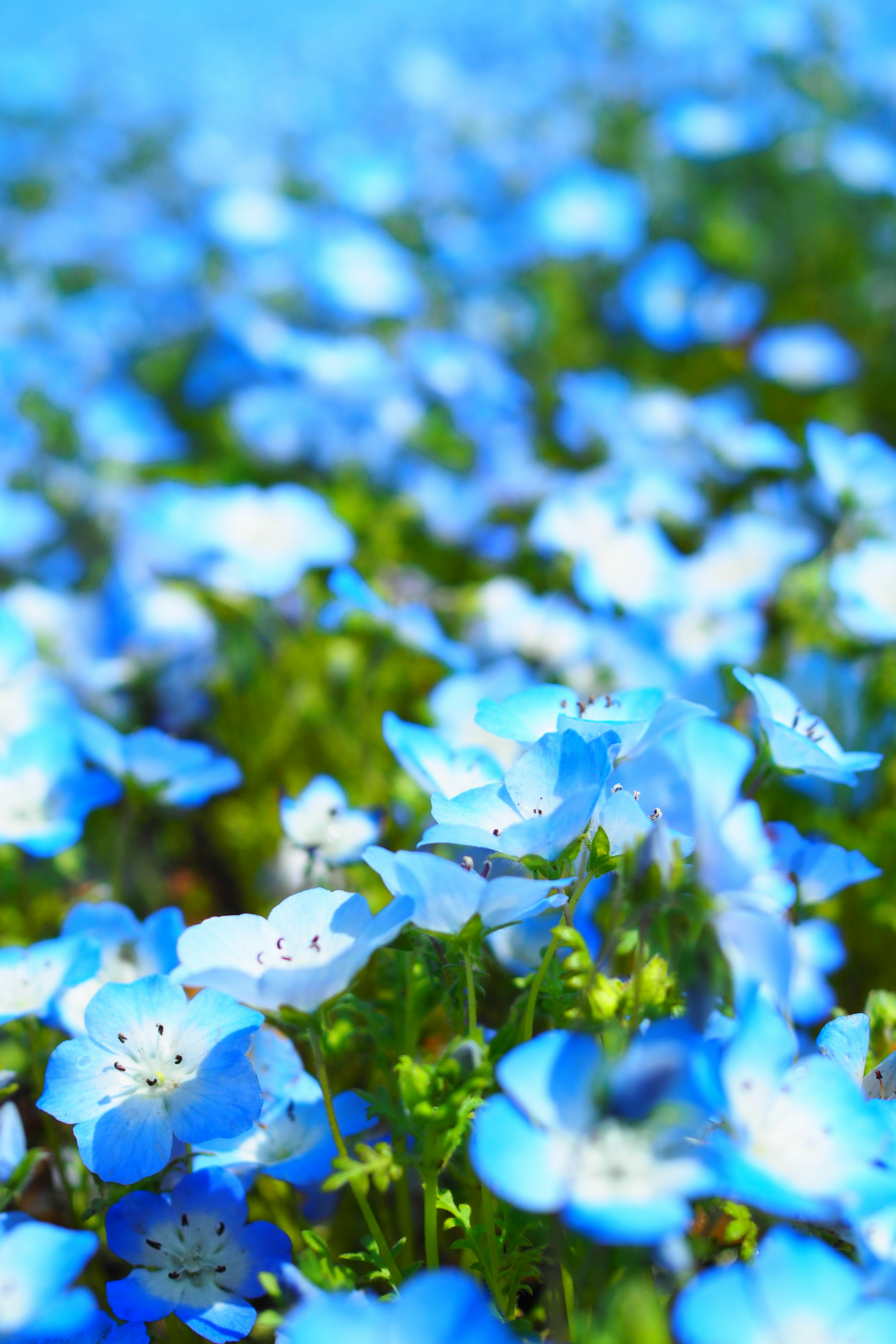 Primo piano di un campo di fiori blu in fiore