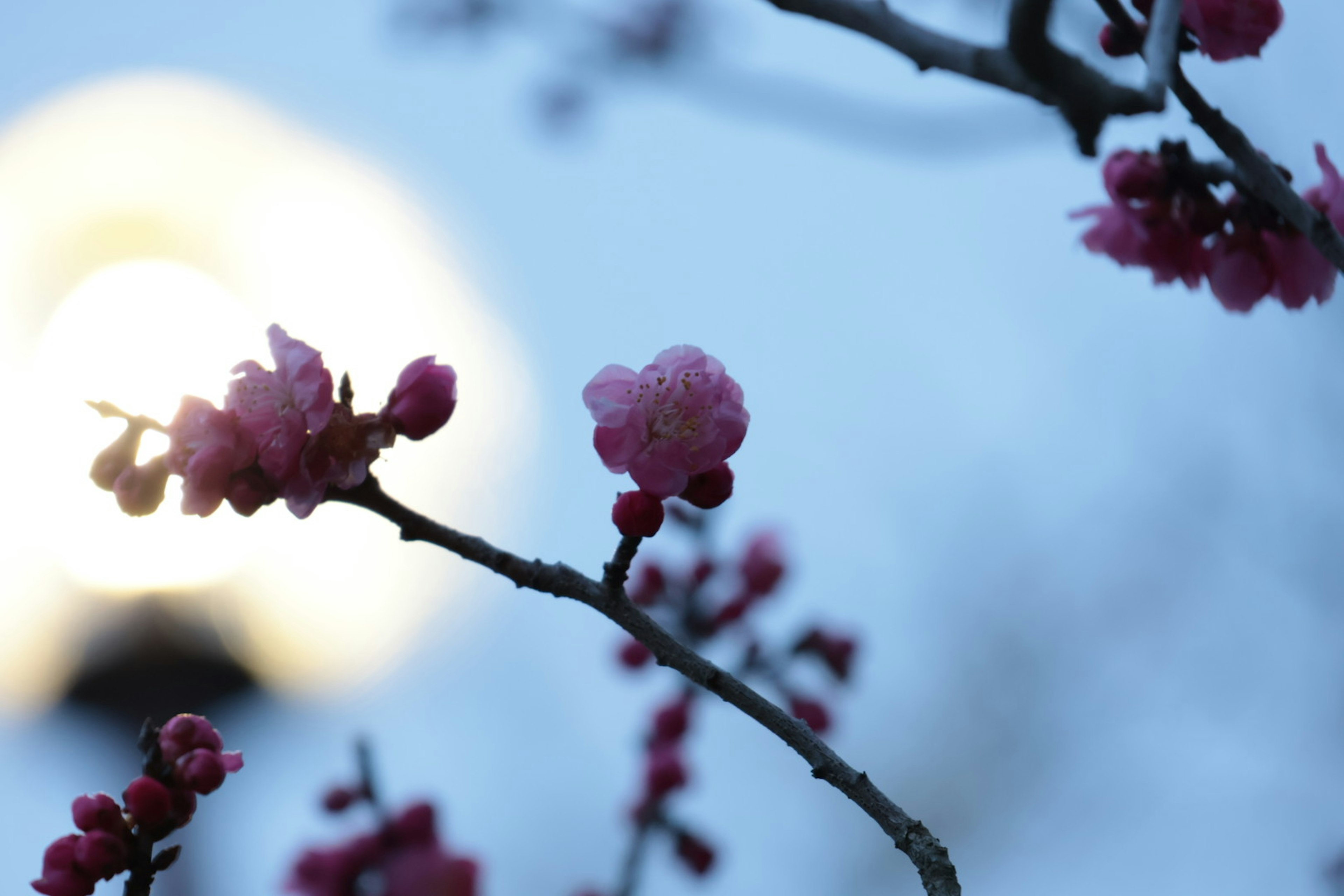 Pink blossoms against a soft blue background with a blurred light