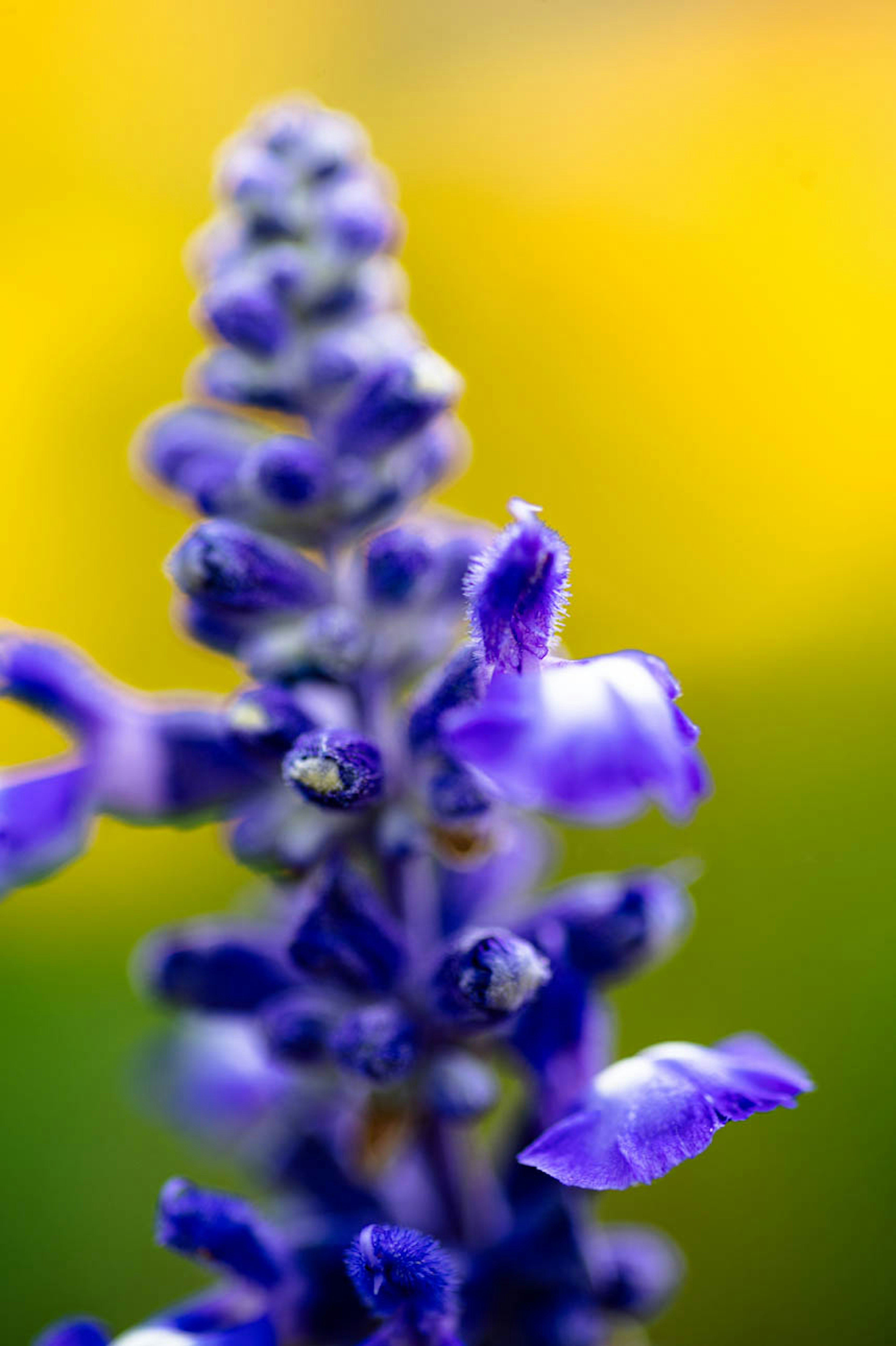 Nahaufnahme einer lila Blume mit verschwommenem gelbem Hintergrund