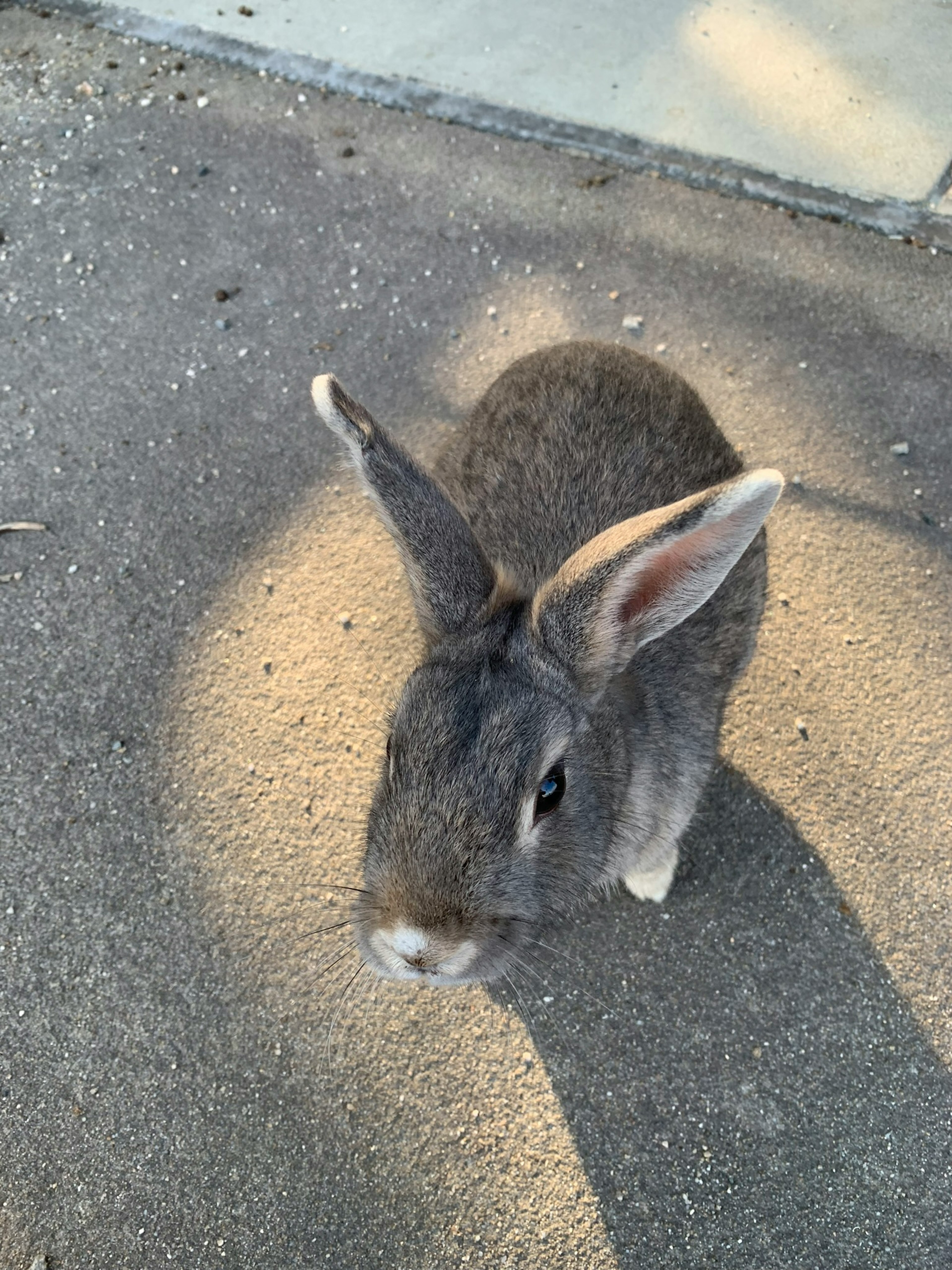 灰色のウサギが地面にいる