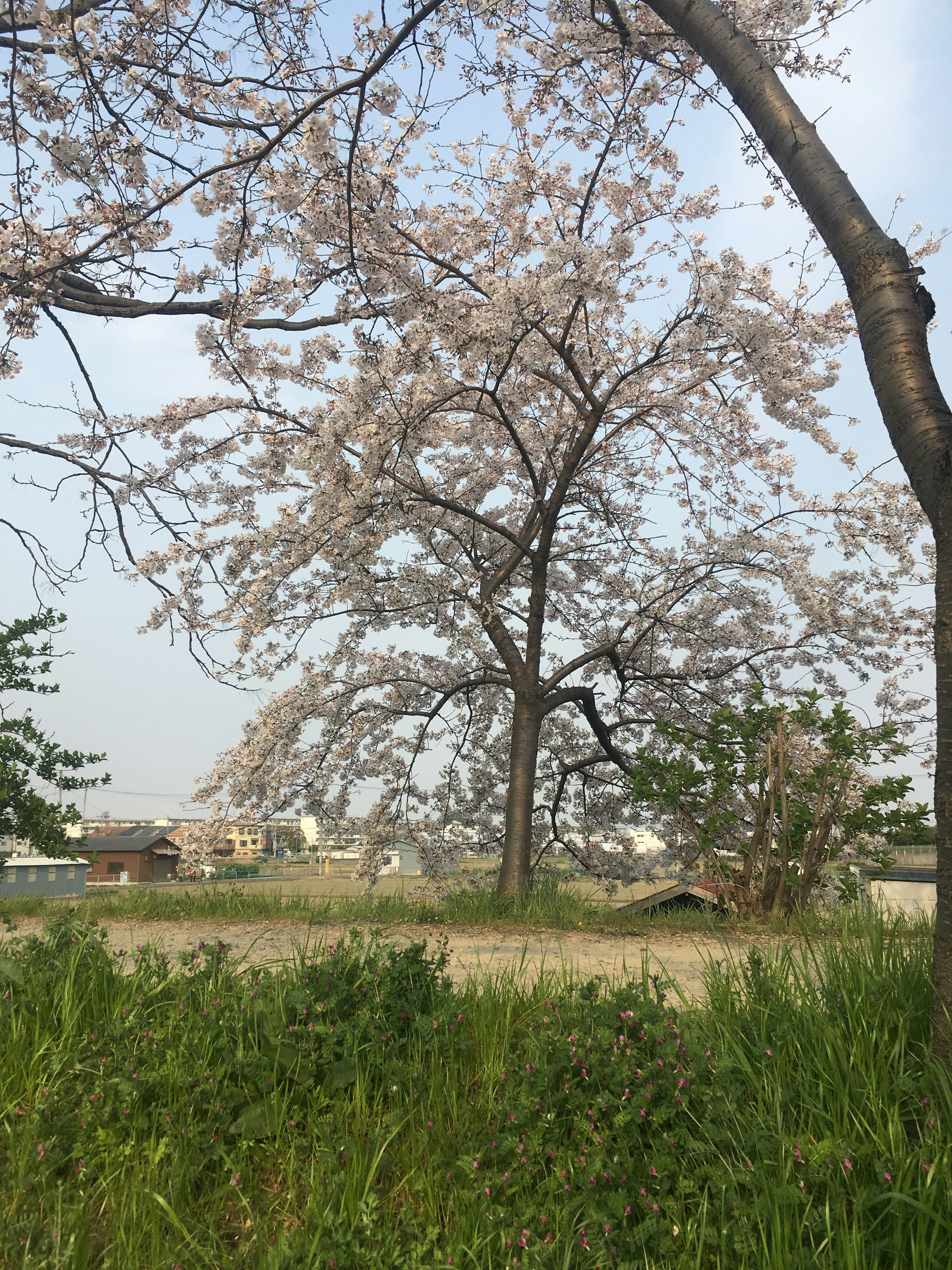 Pohon sakura yang mekar dengan bunga merah muda dan rumput hijau