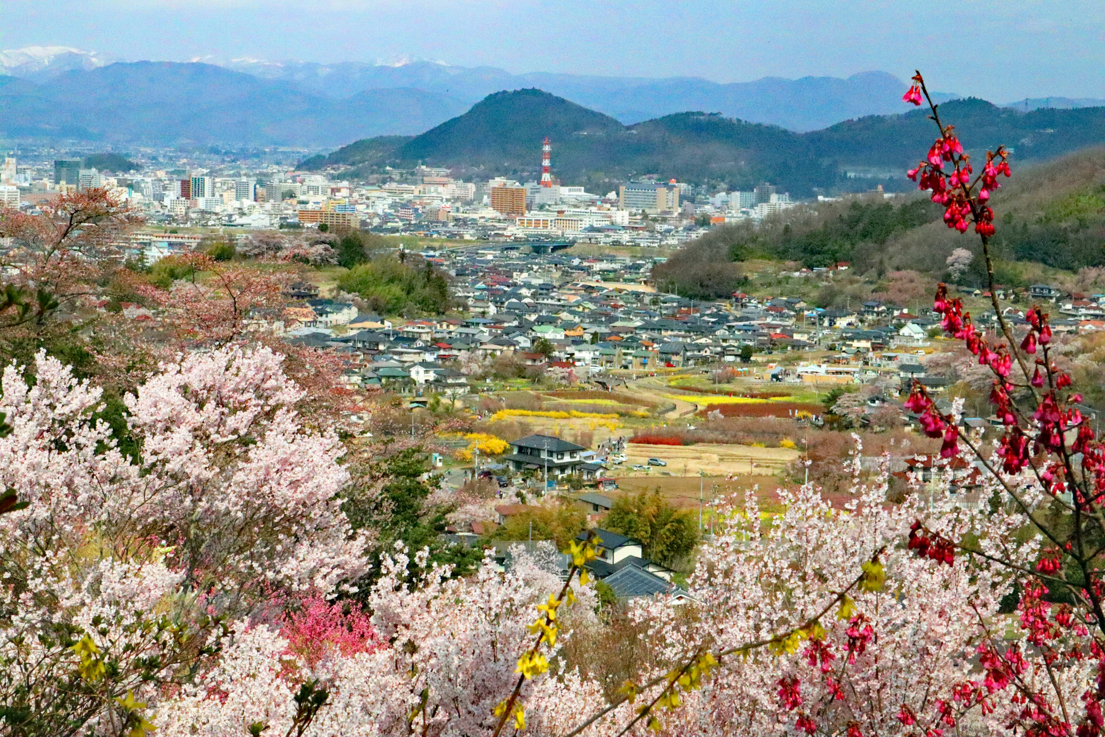 Vue panoramique de cerisiers en fleurs avec paysage montagneux et ville