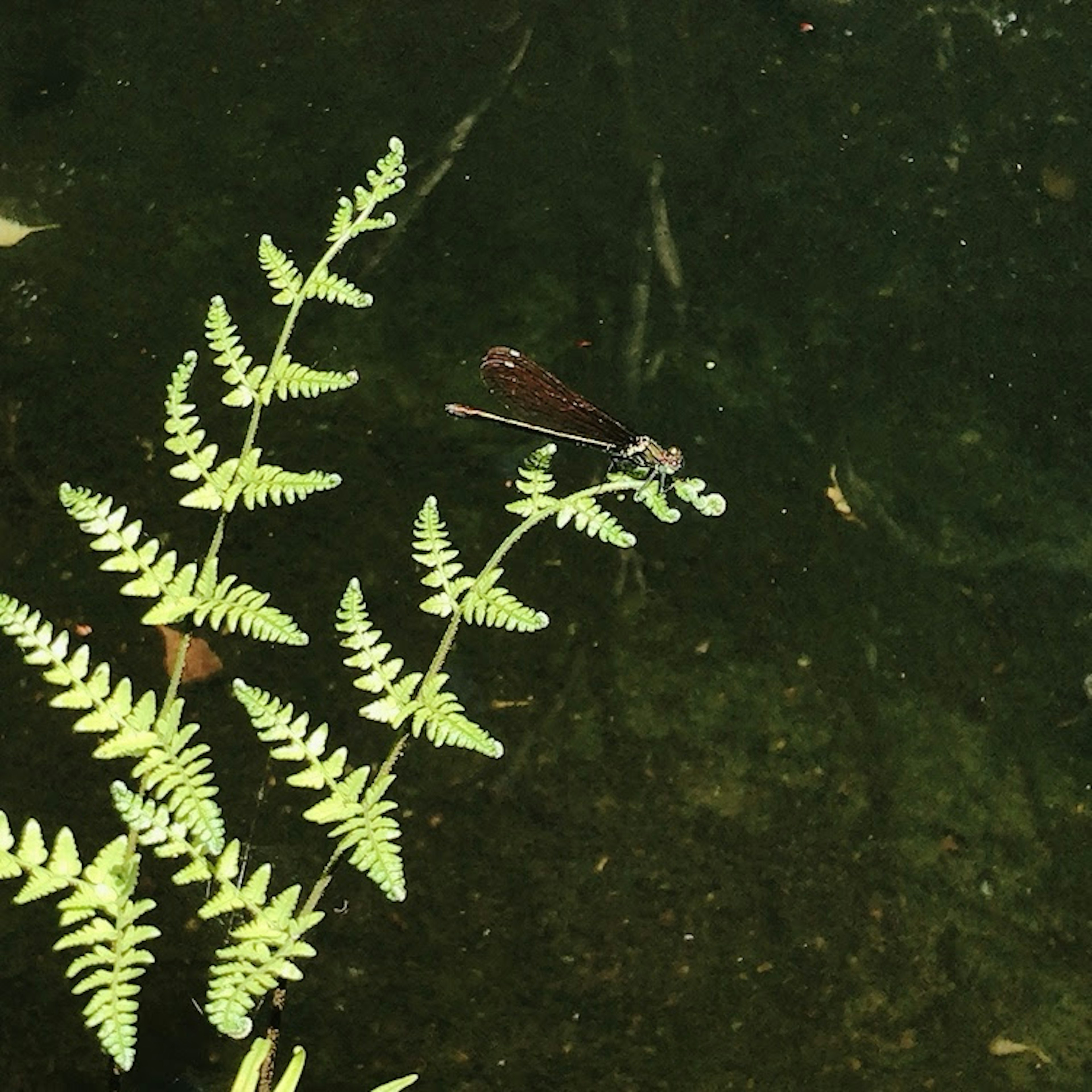 Libellule brune se reposant sur des fougères vertes au-dessus de l'eau