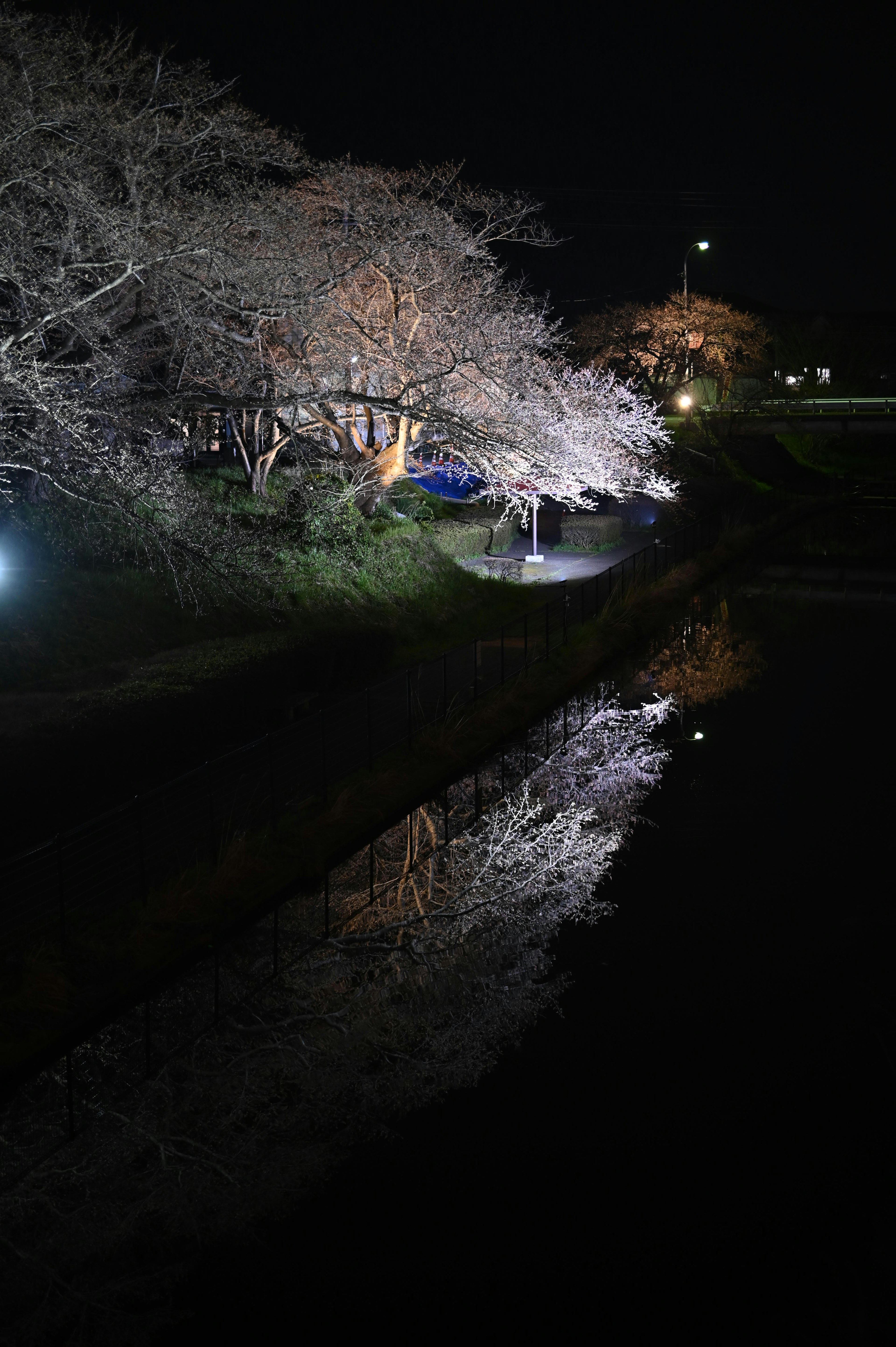 Pemandangan malam pohon sakura dan pantulan di air