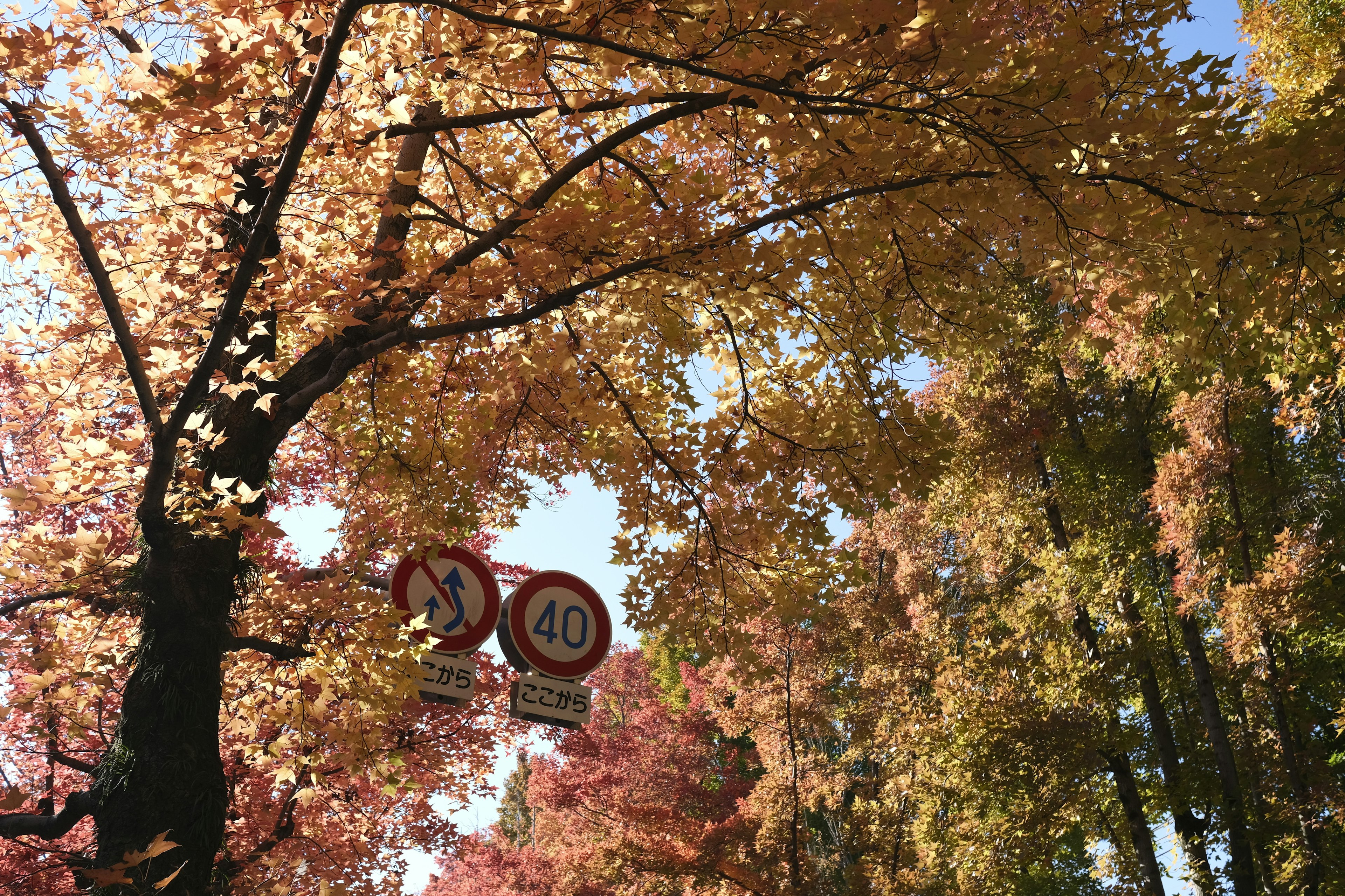 Foliage autunnale con alberi e segnali di limite di velocità