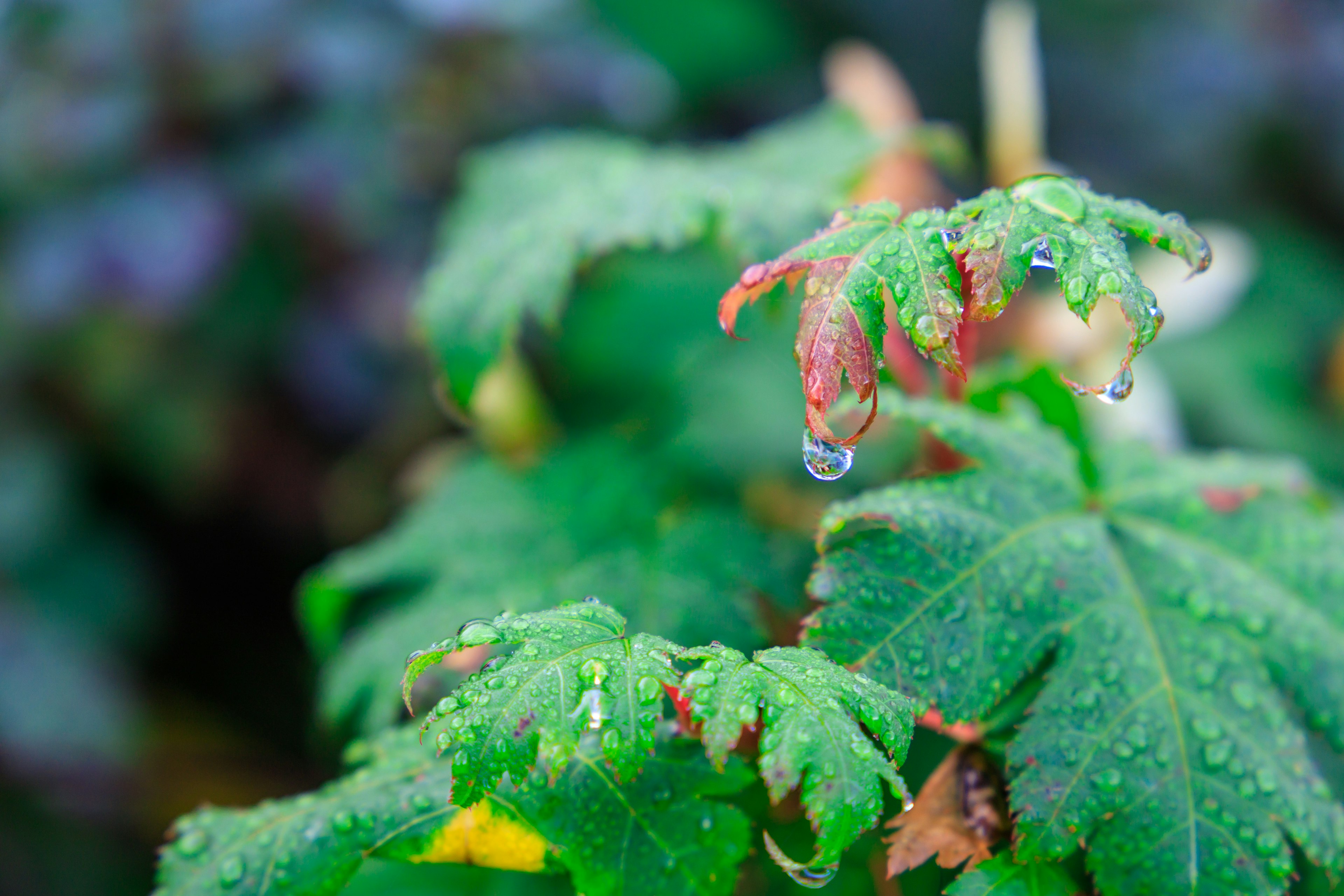 Nahaufnahme von grünen Blättern mit Wassertropfen