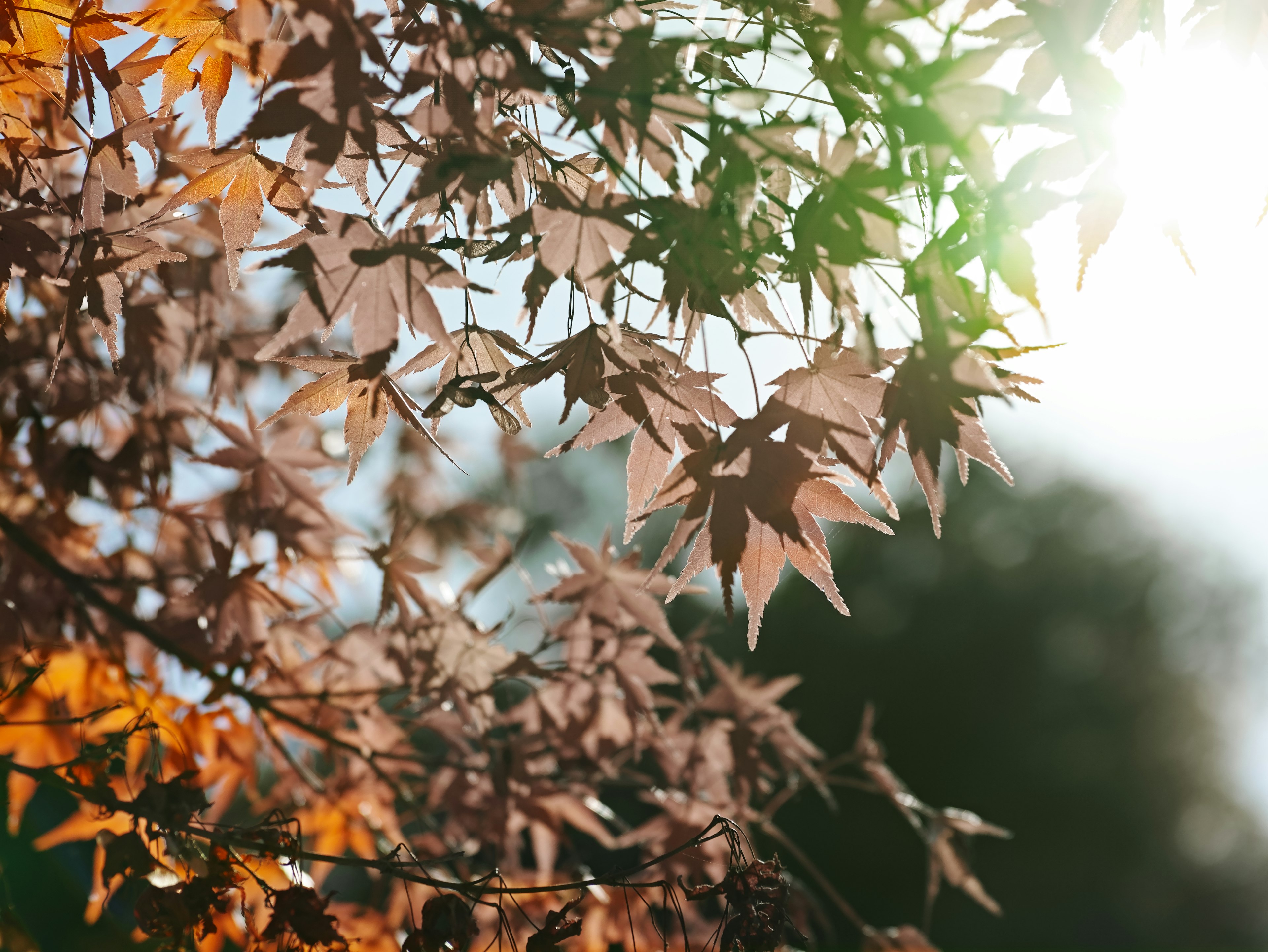 秋の色合いの紅葉した葉が光を透かしている