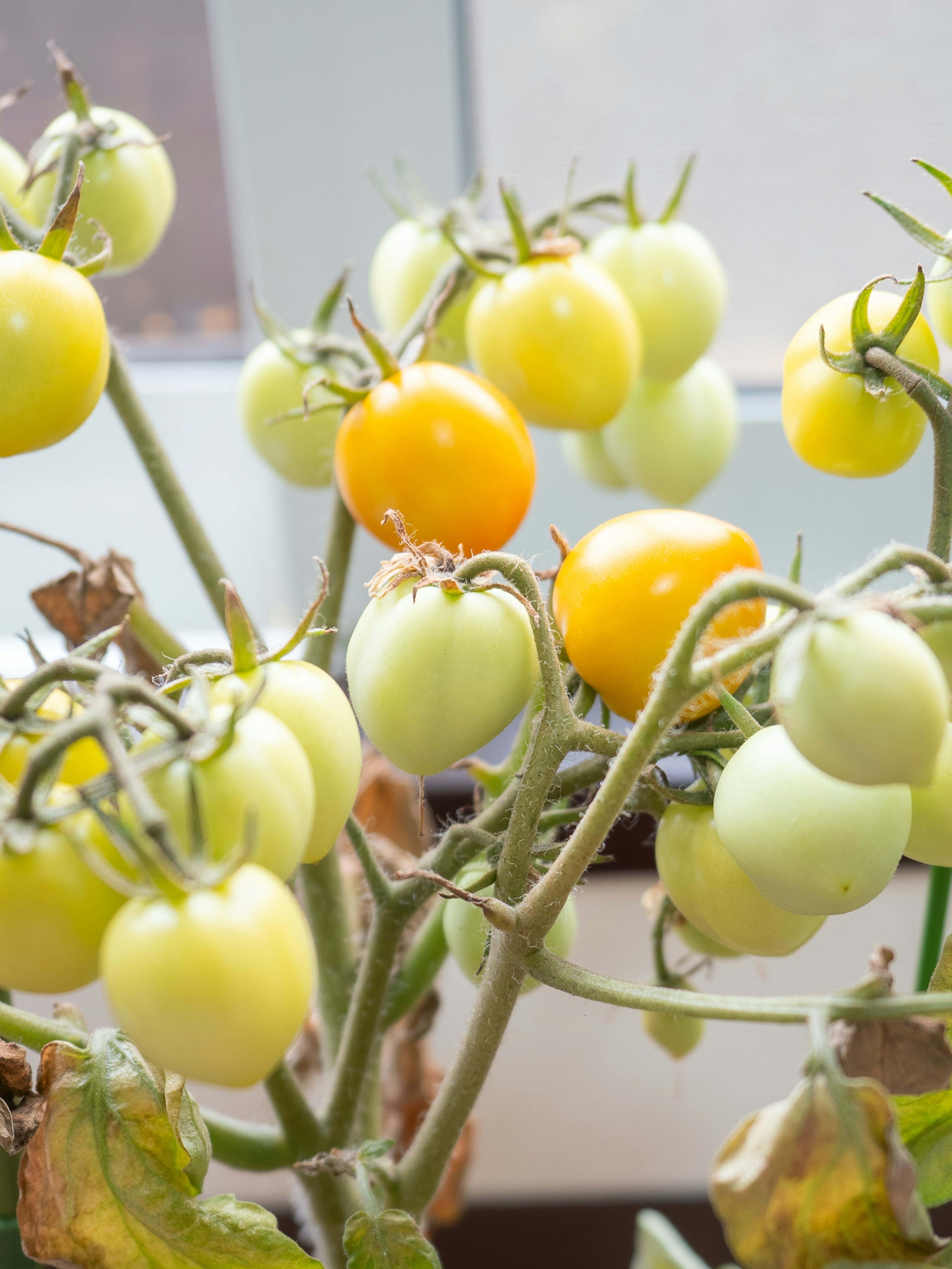 A cluster of unripe tomatoes in various shades of yellow and green on the vine