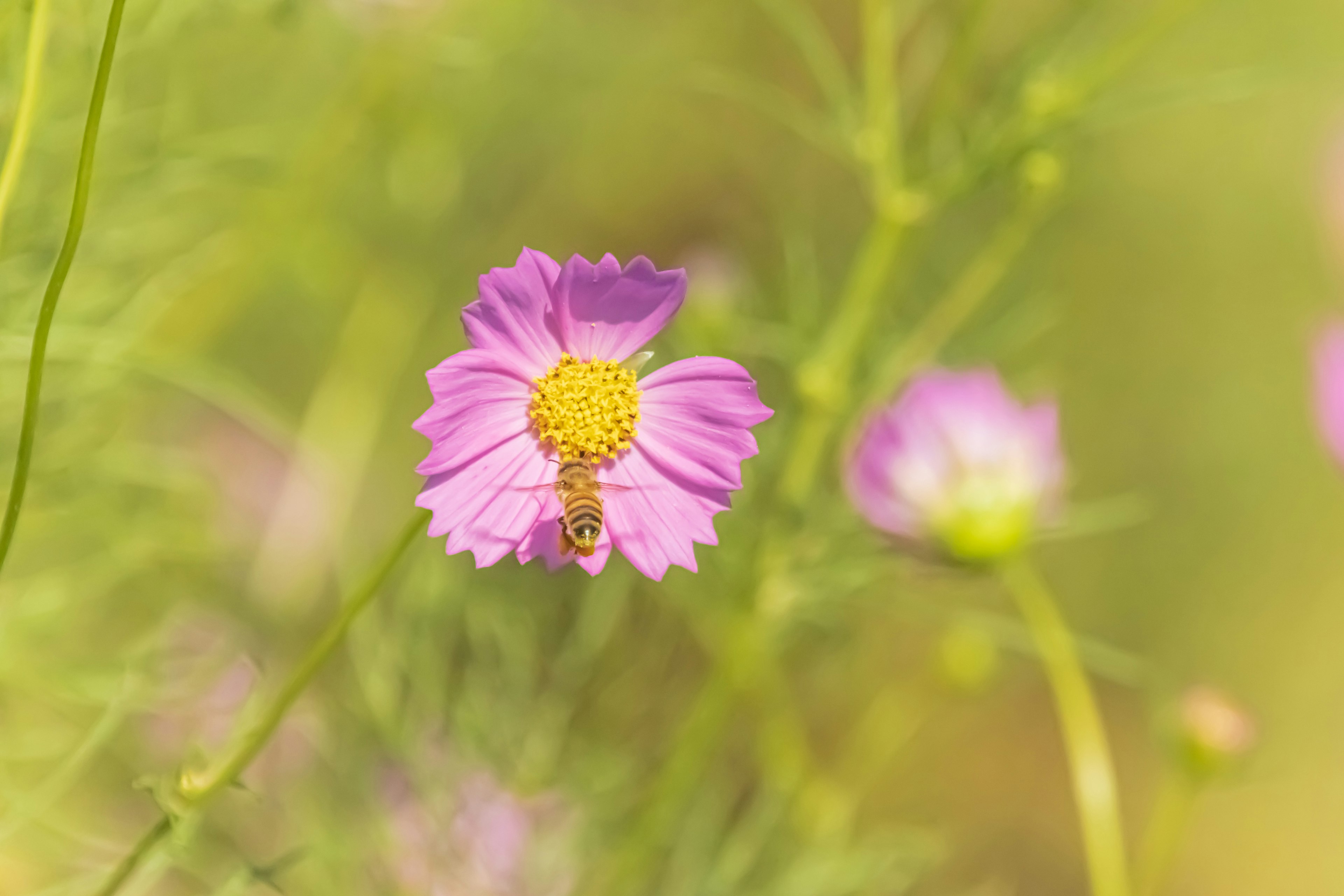 Rosa Blume mit gelbem Zentrum umgeben von grünem Laub