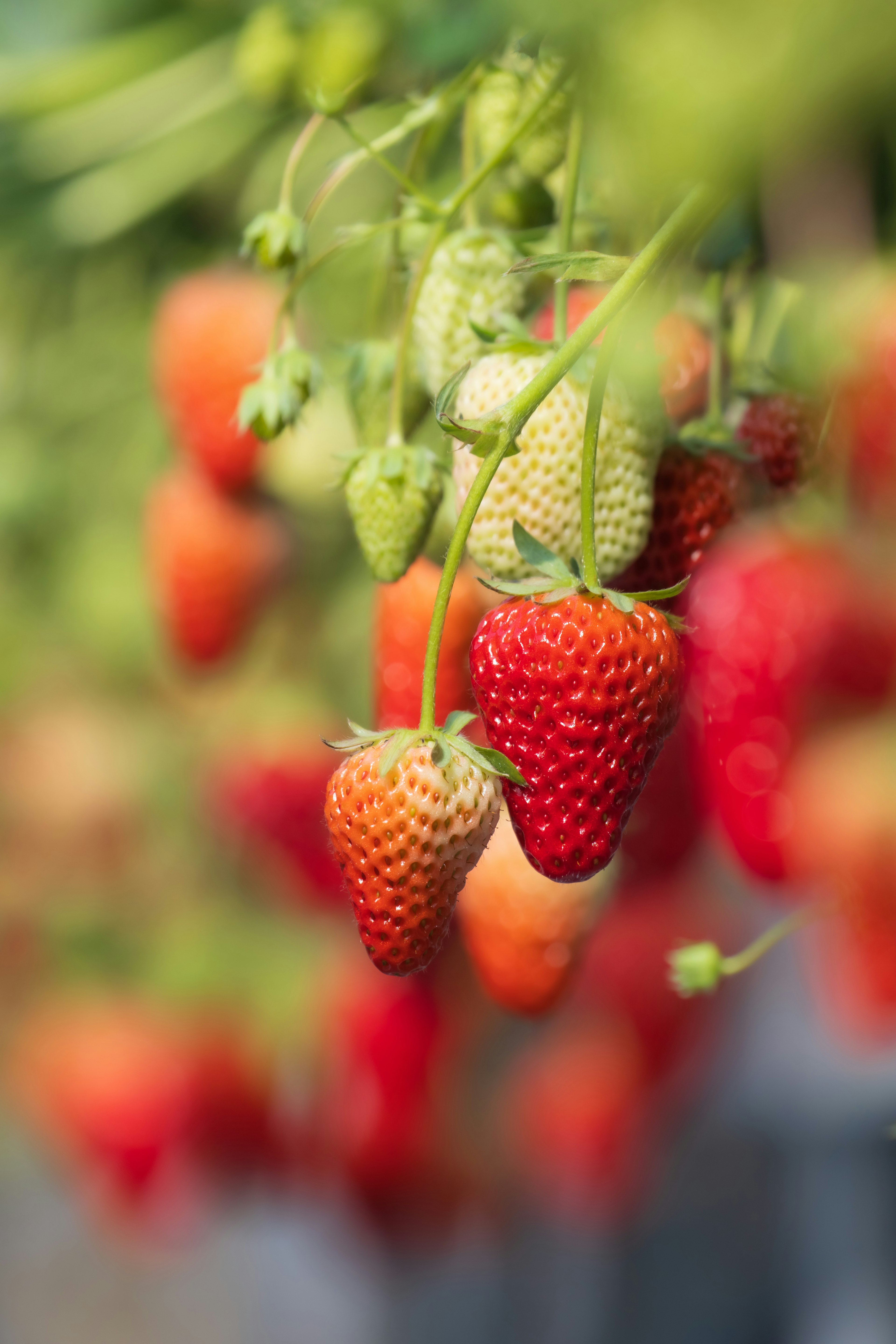 Fresh strawberries in various stages of ripeness hanging from green foliage