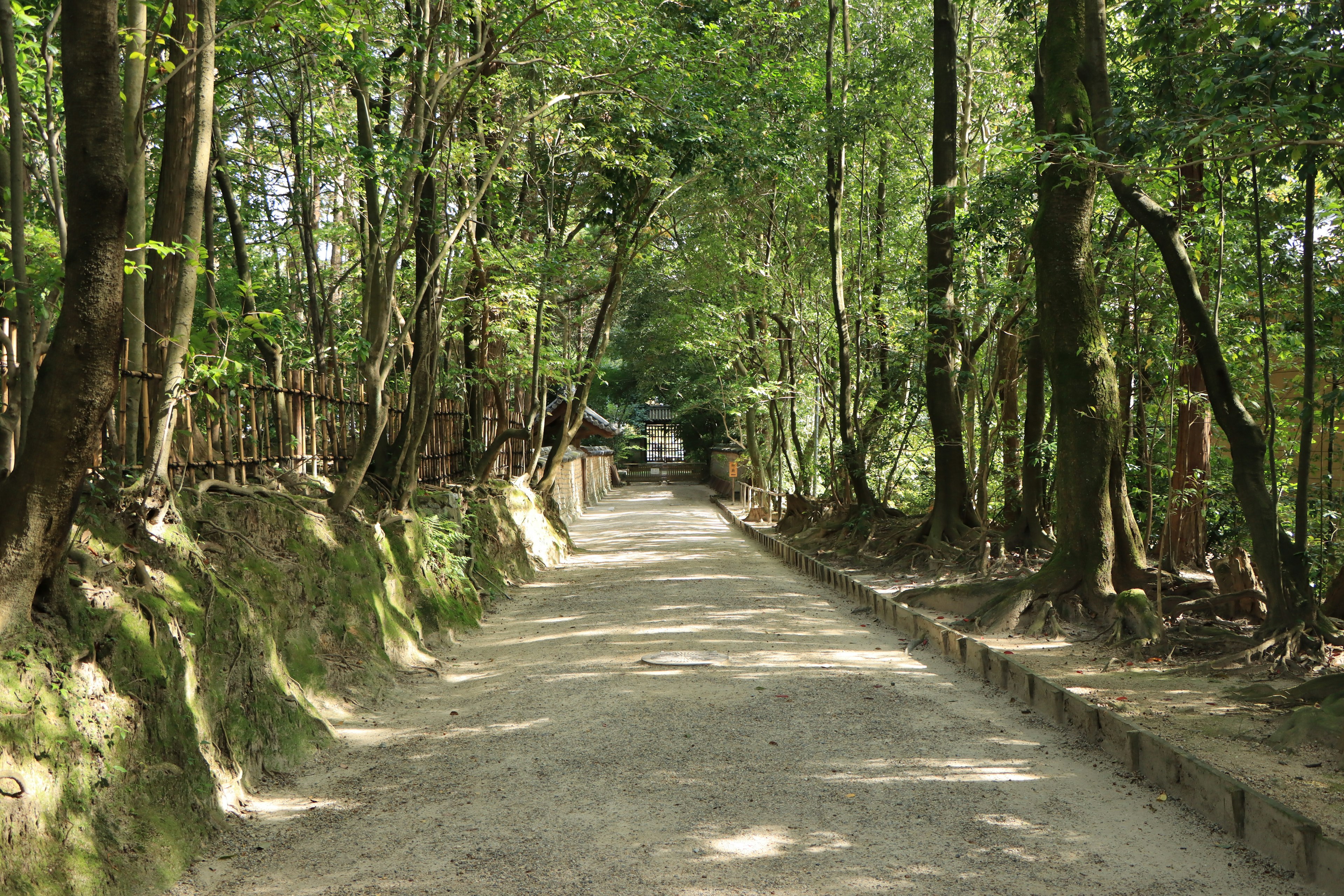 A gravel path winding through a lush green forest