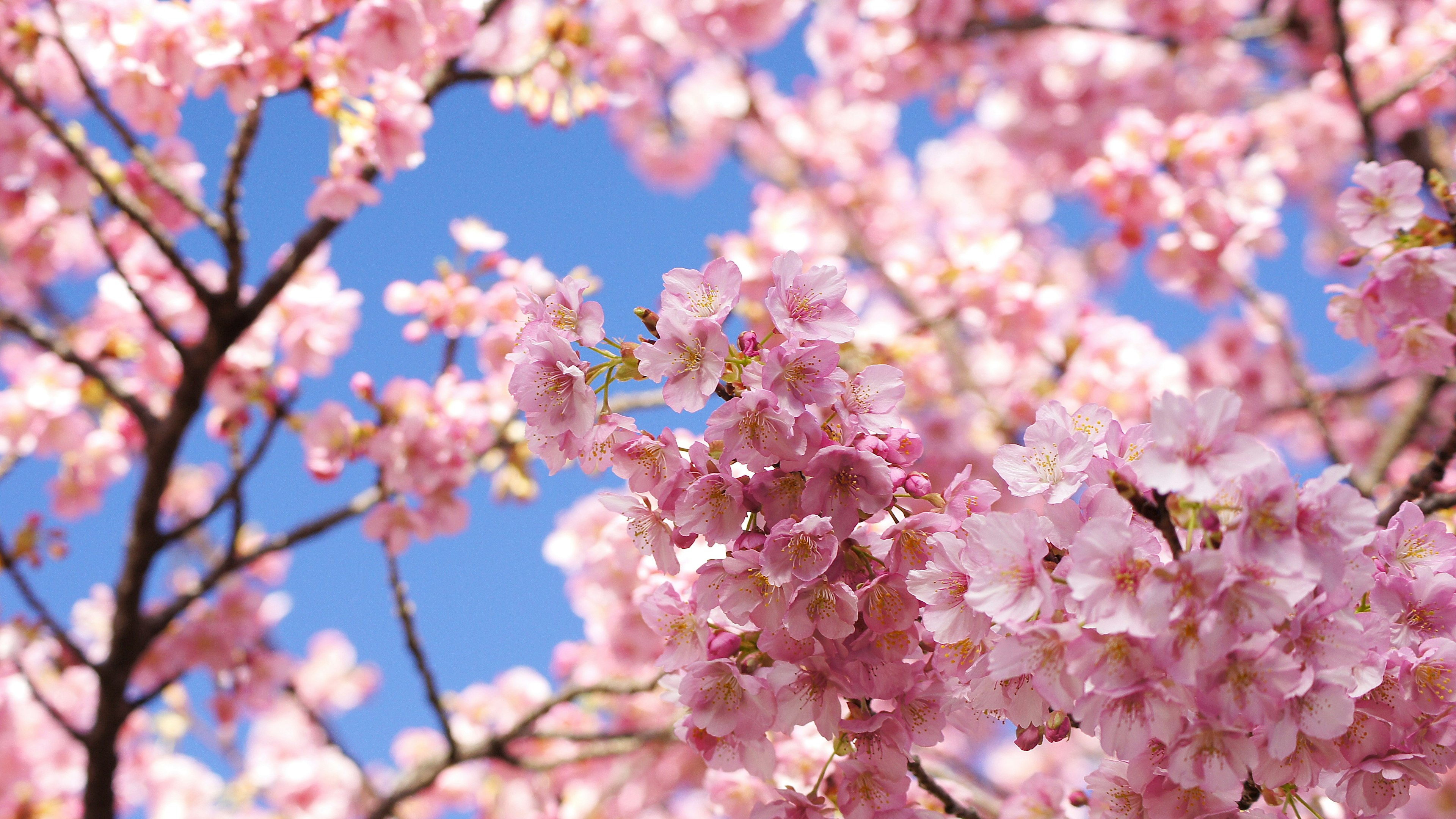 Bunga sakura mekar di bawah langit biru