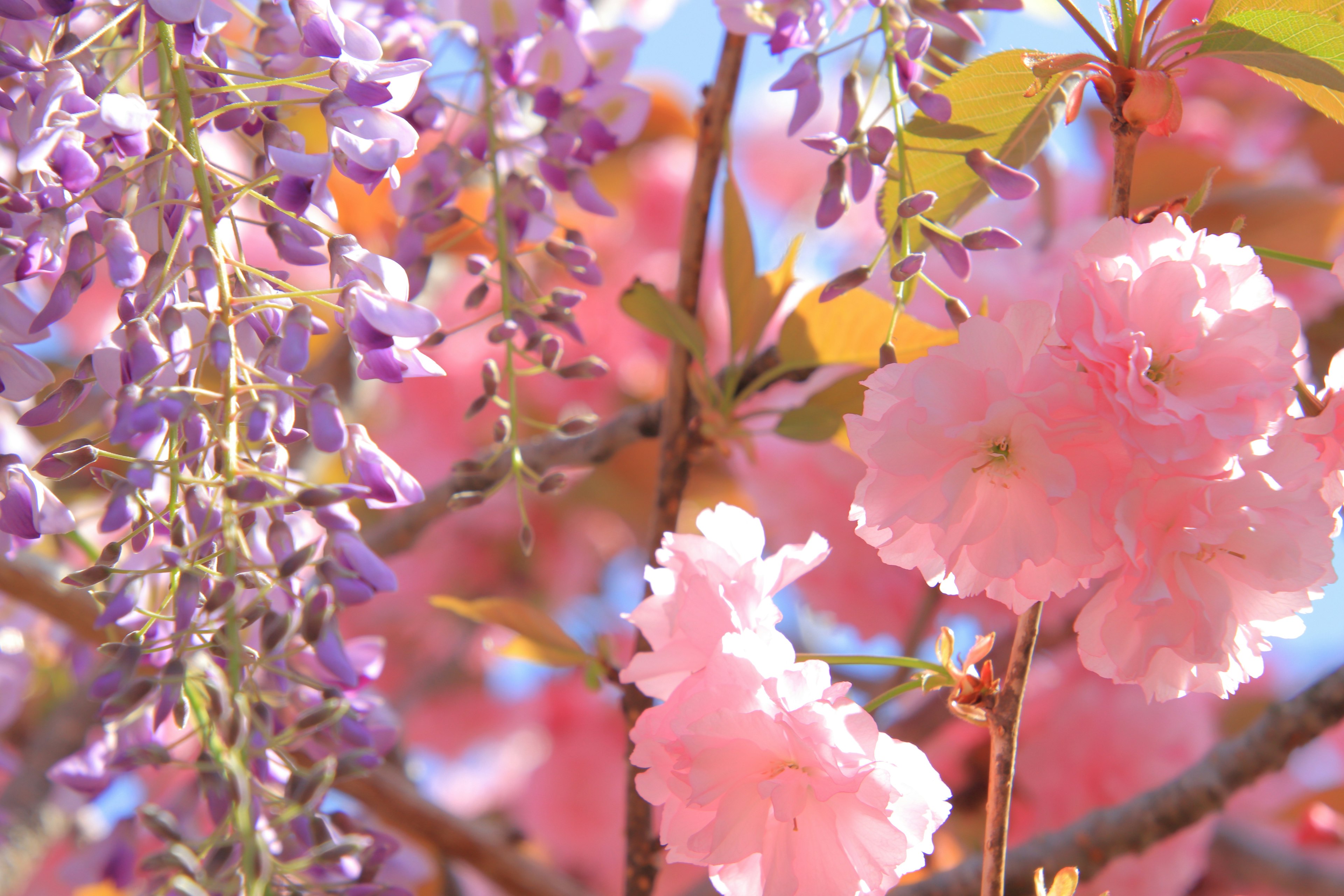 薄紫色の藤とピンク色の桜の花が咲いている木の枝