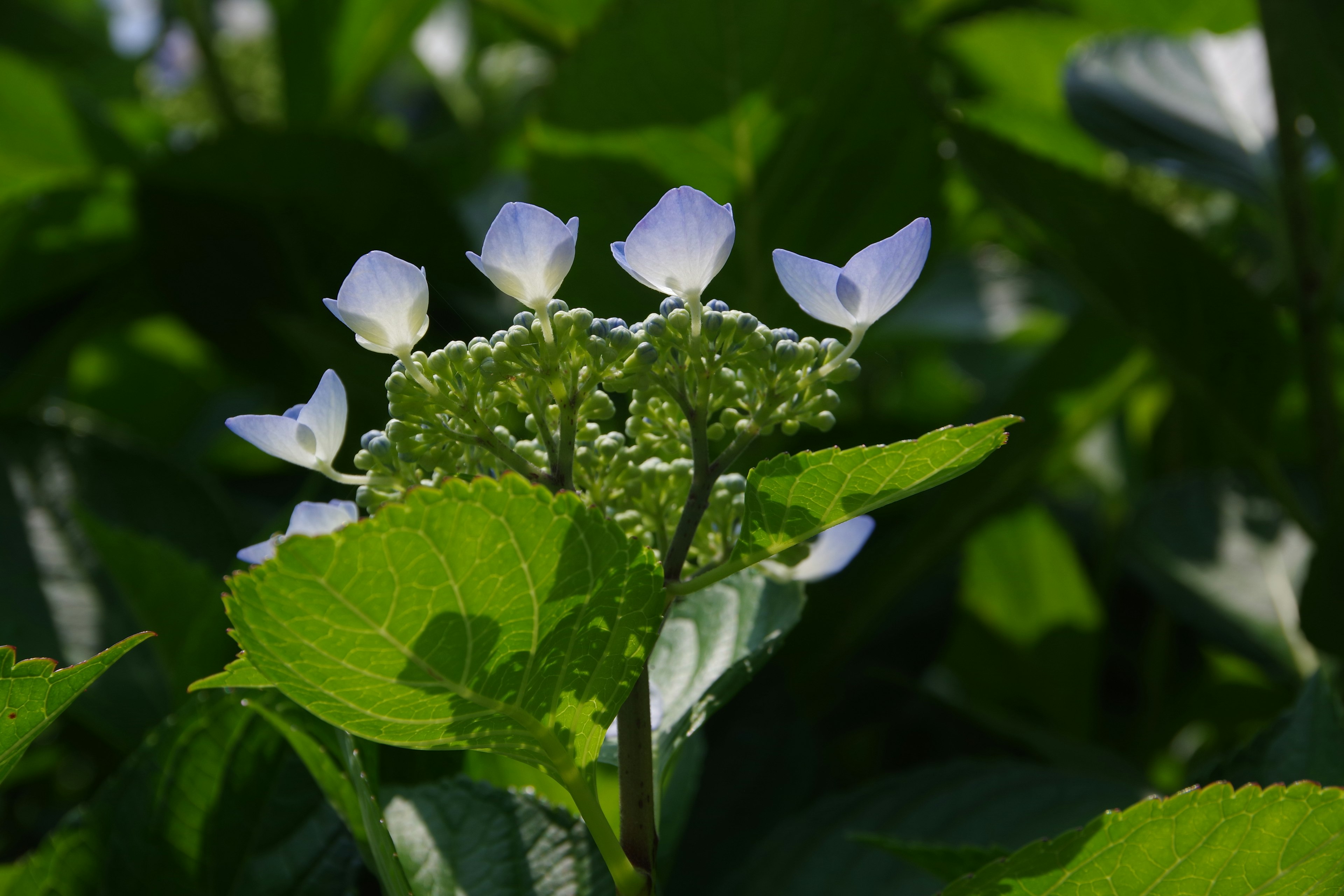 Hortensia dengan bunga biru kecil di antara daun hijau subur