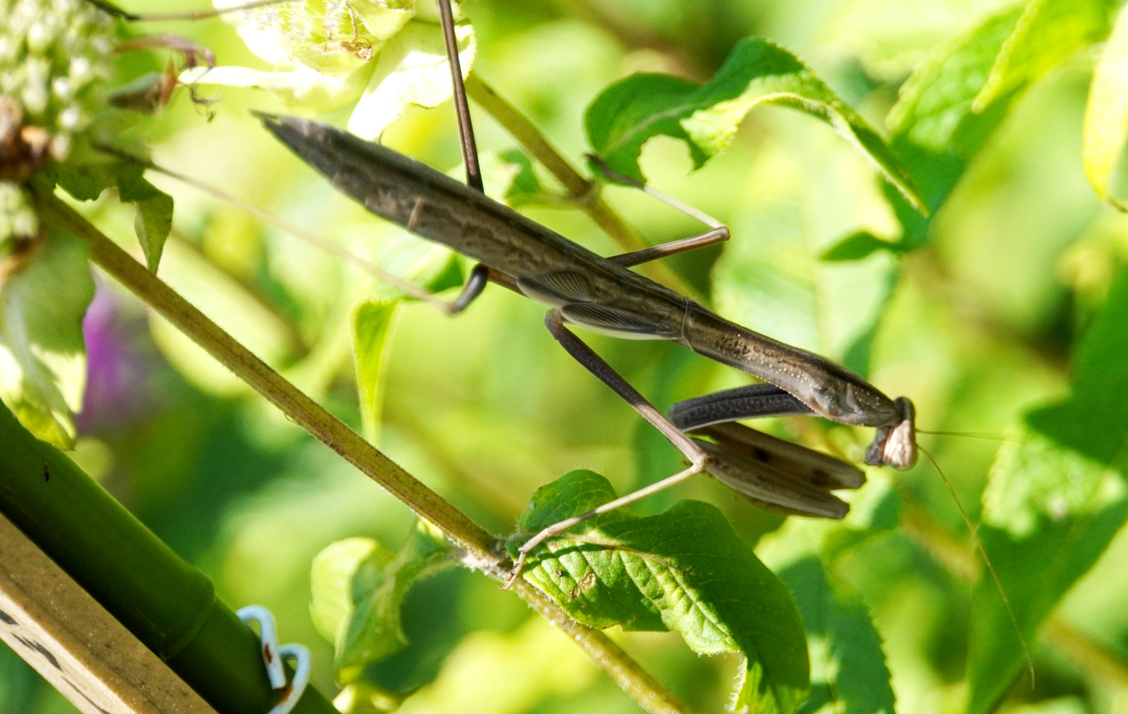 녹색 잎 사이에 있는 긴 날씬한 praying mantis 곤충