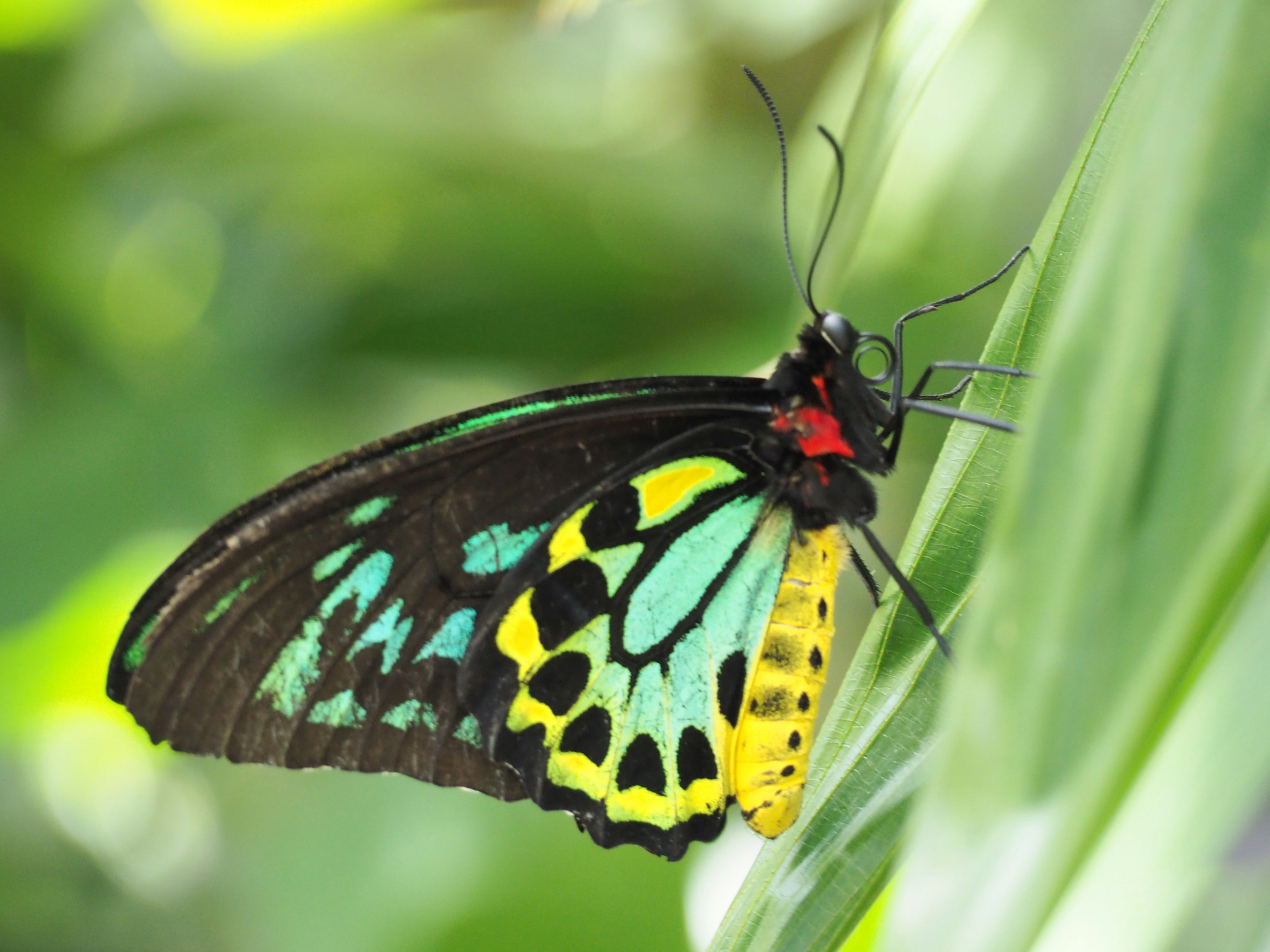 A vibrant butterfly perched on a leaf