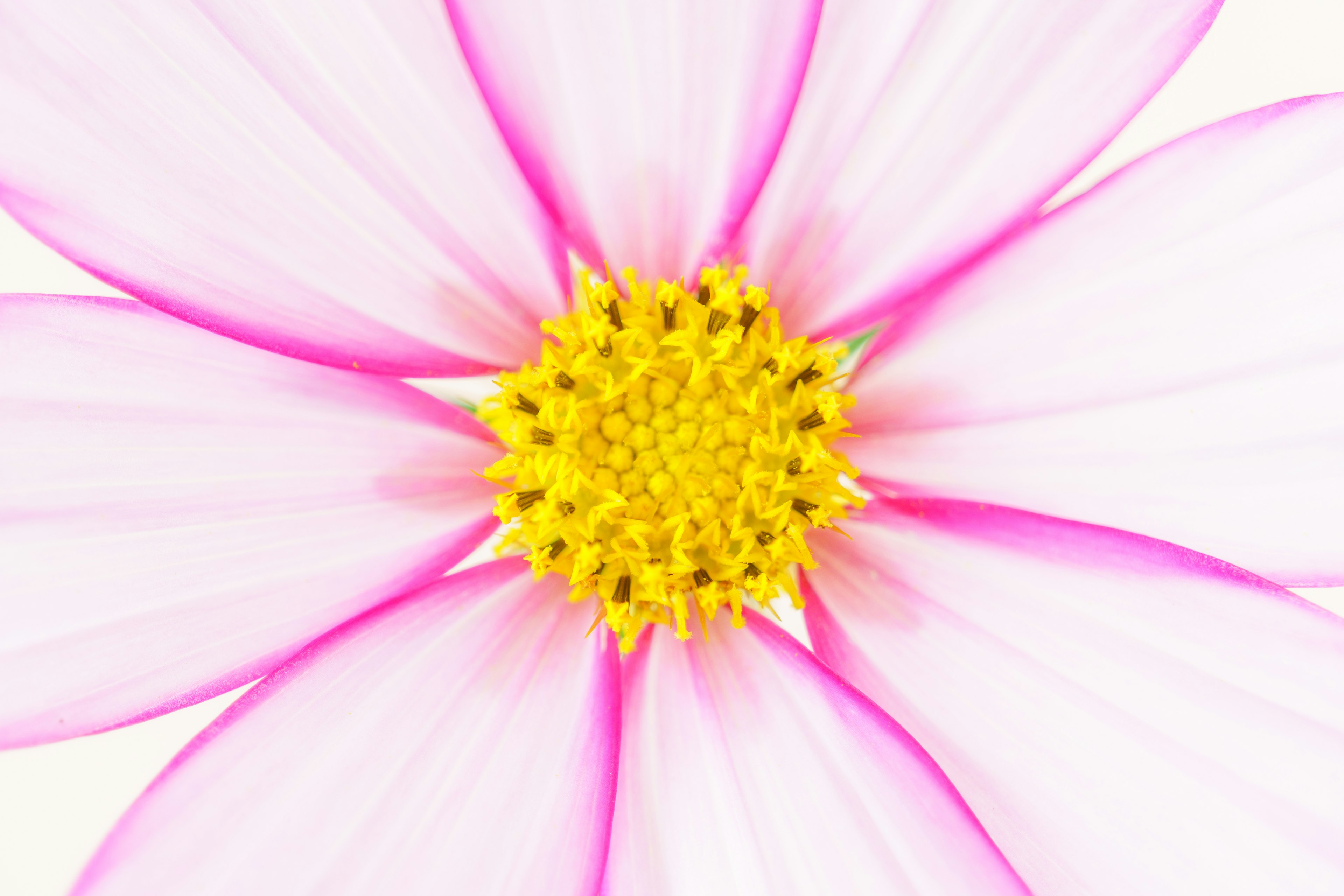 Acercamiento de una flor con pétalos rosas y un centro amarillo sobre un fondo blanco