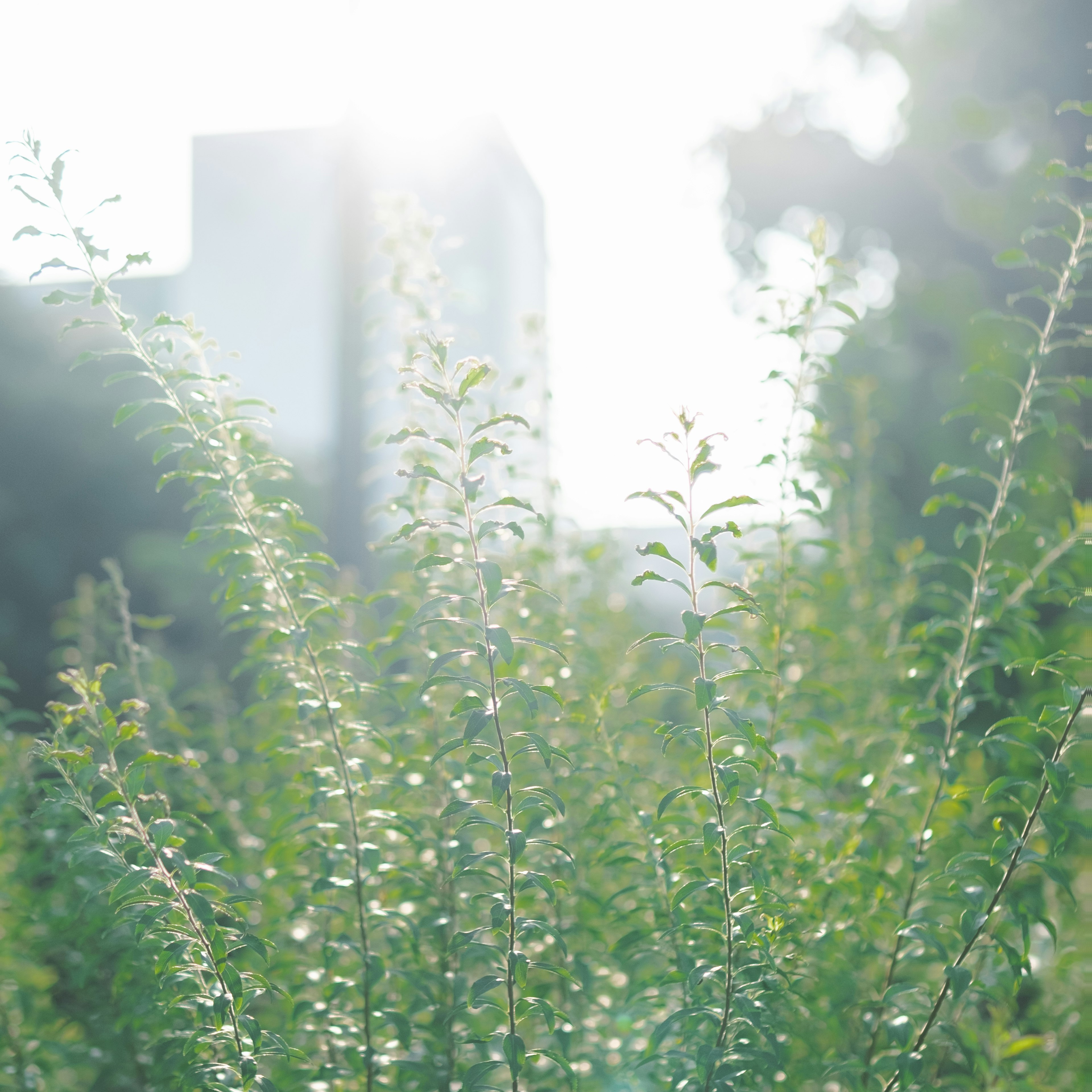 被明亮陽光照亮的郁鬱蔥蔥的綠色植物，背景中有城市建築