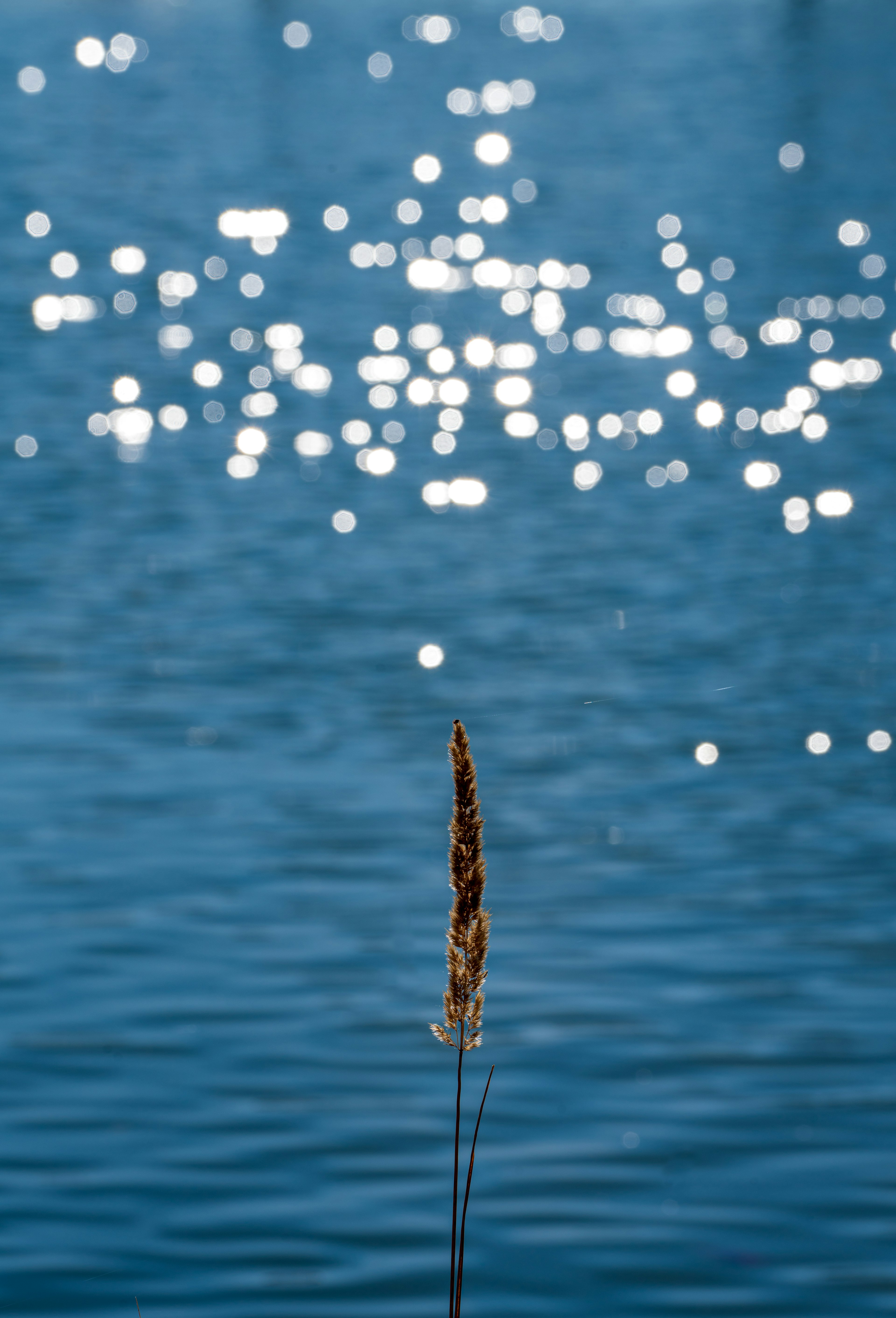 青い水面に浮かぶ穂先が特徴的な写真