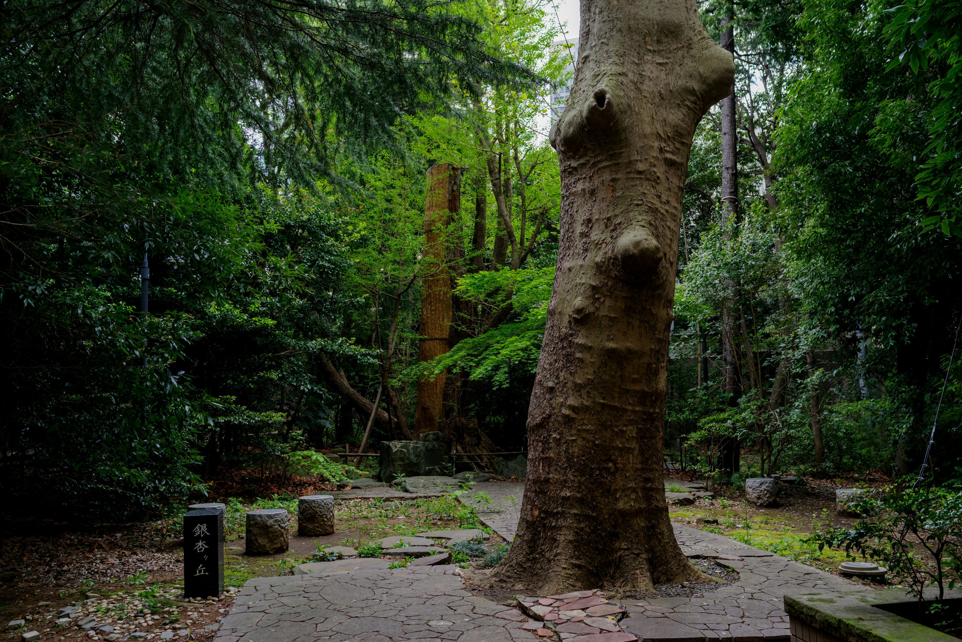 Un grand arbre dans une forêt verdoyante avec des structures en pierre anciennes