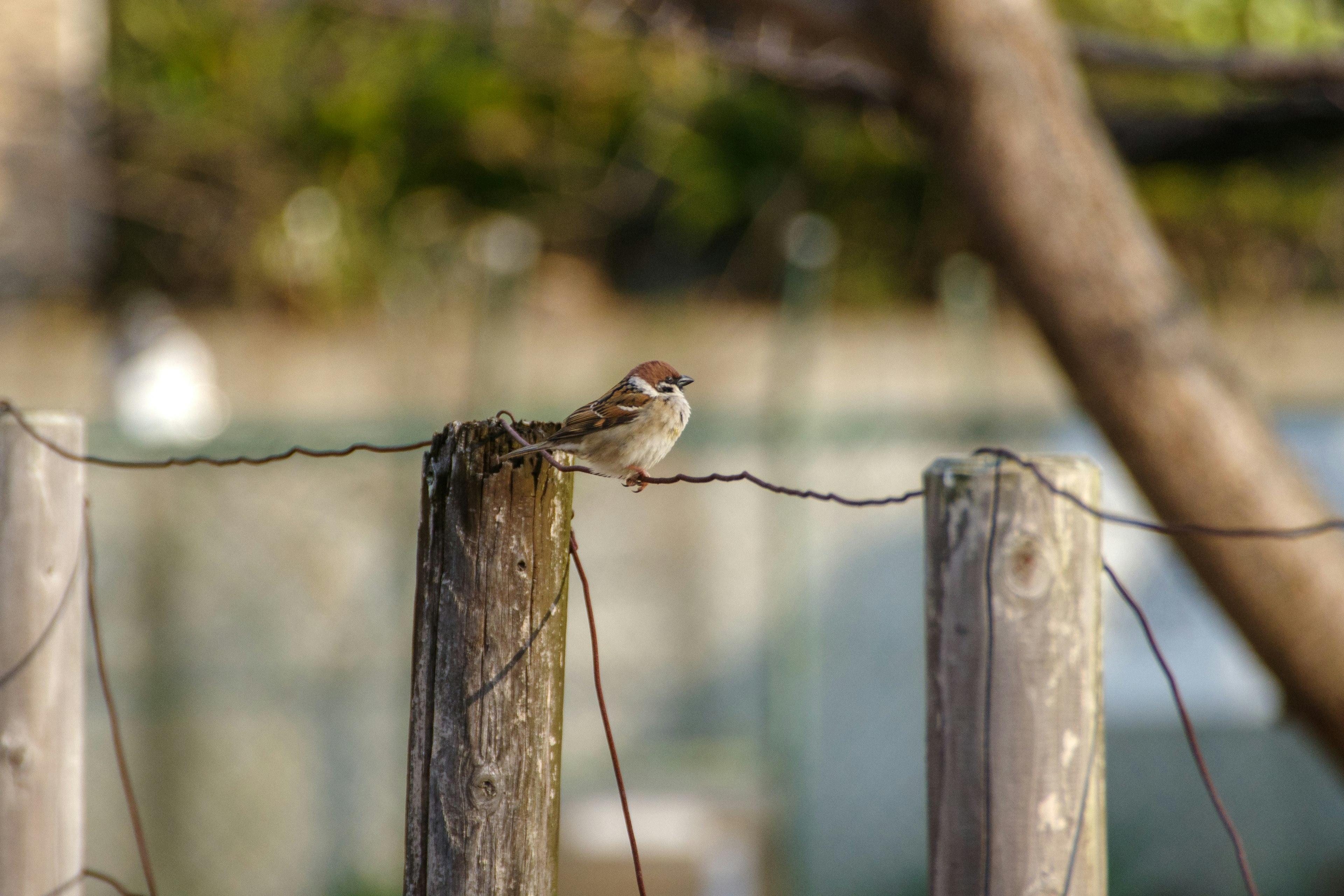 Un petit oiseau perché sur un poteau en bois dans un cadre naturel