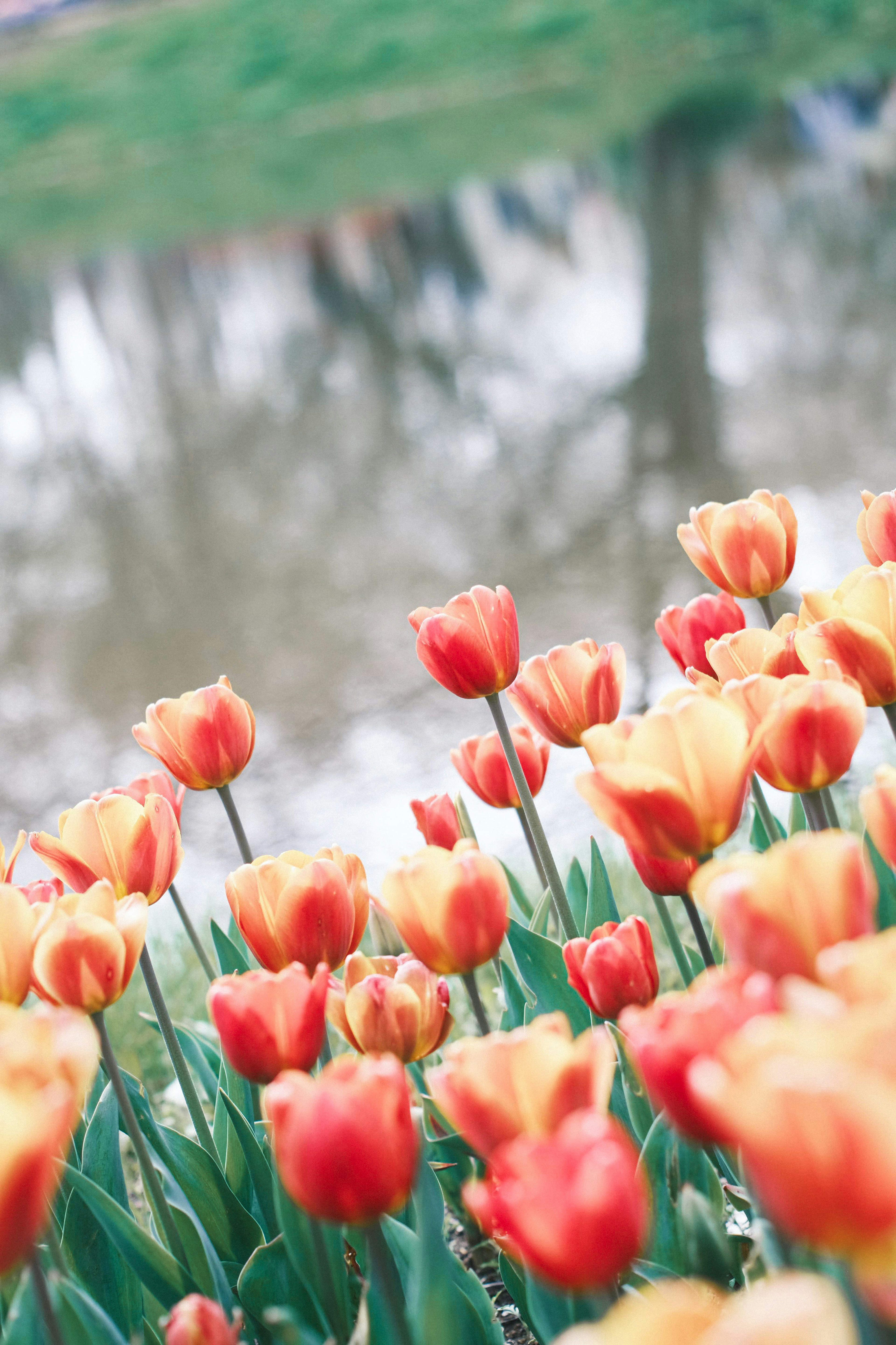 Tulipanes rojos y amarillos floreciendo junto al agua