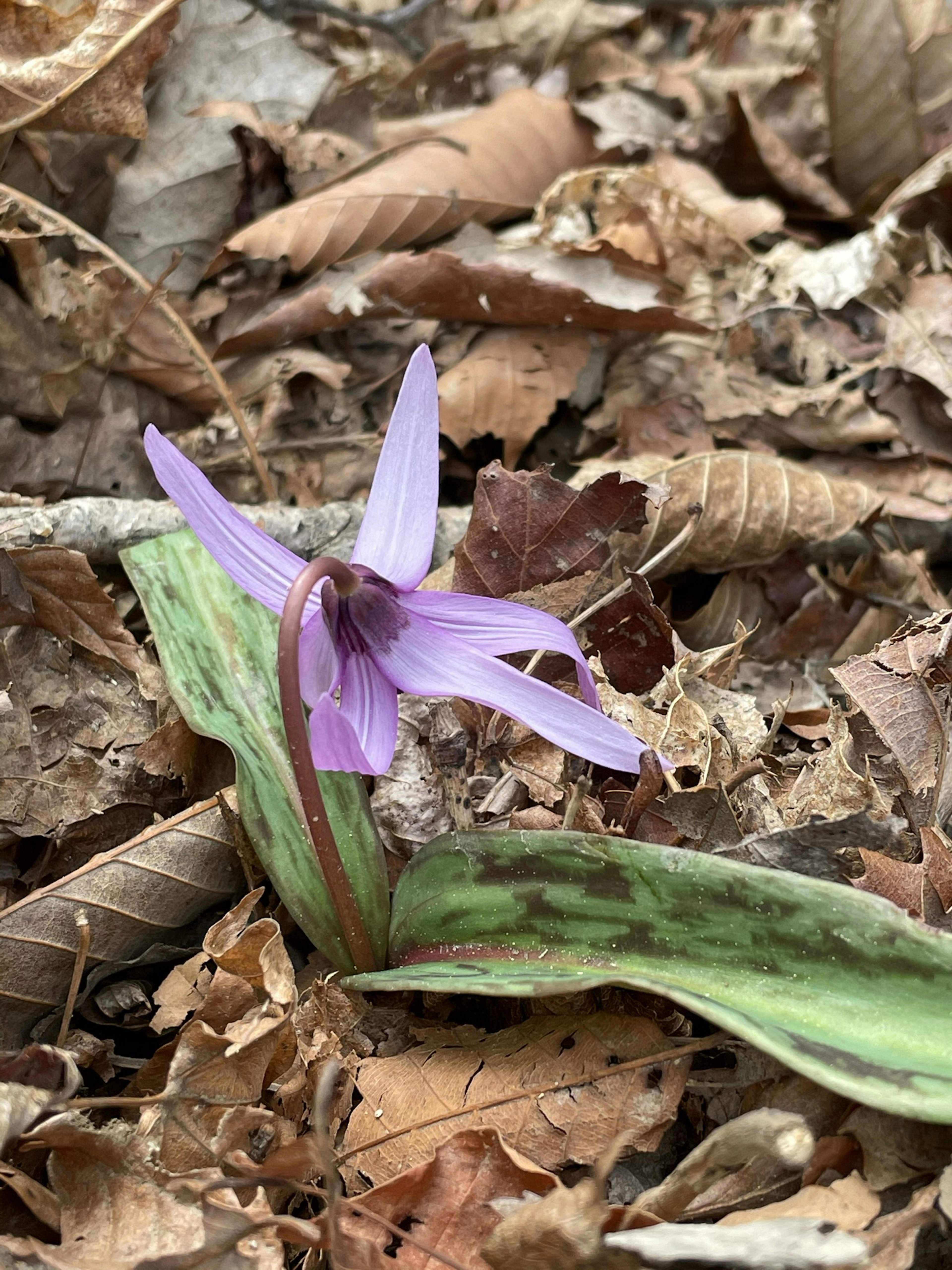 Un fiore viola con foglie verdi che sboccia tra le foglie secche