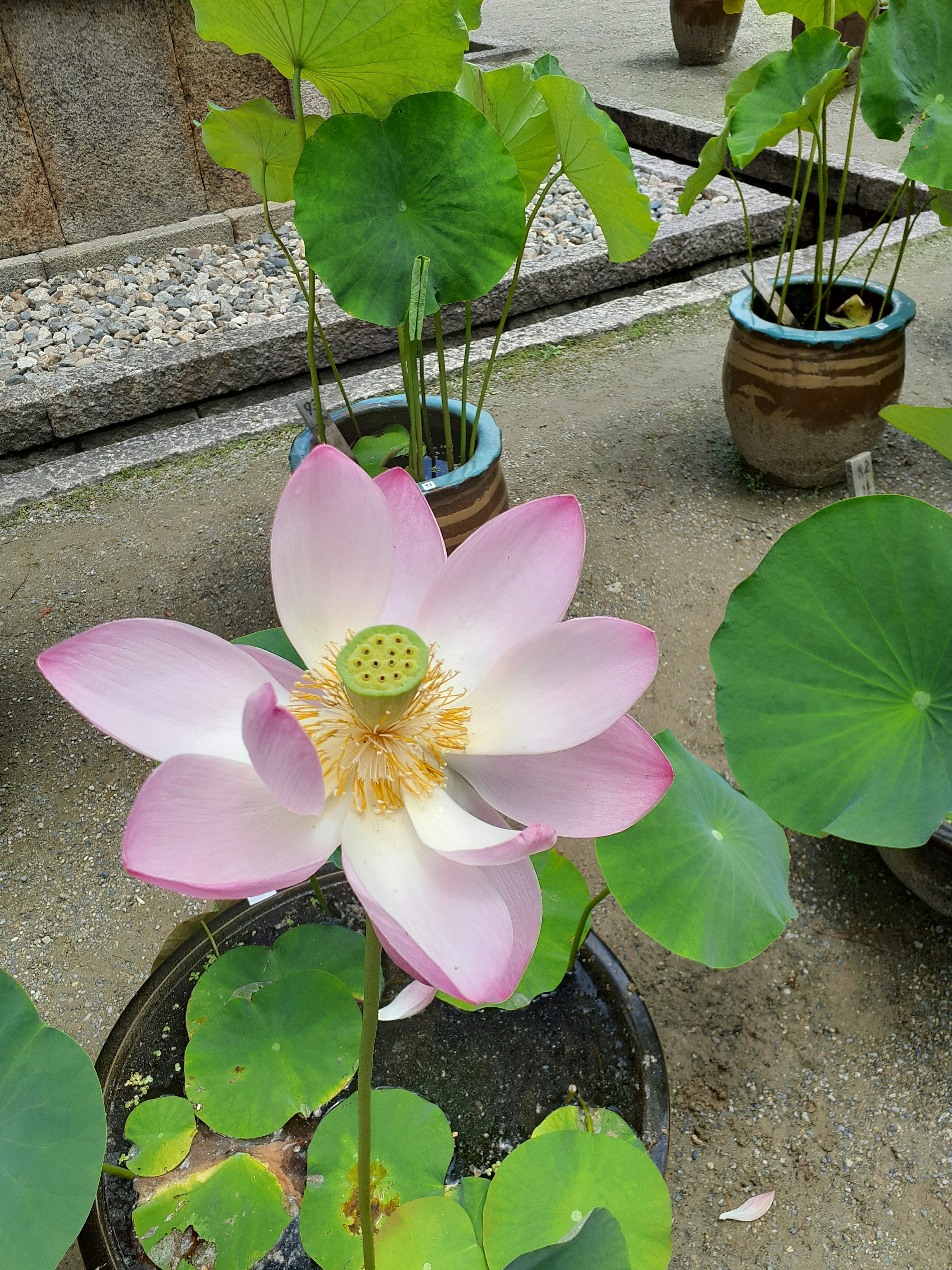 A beautiful pink lotus flower blooming