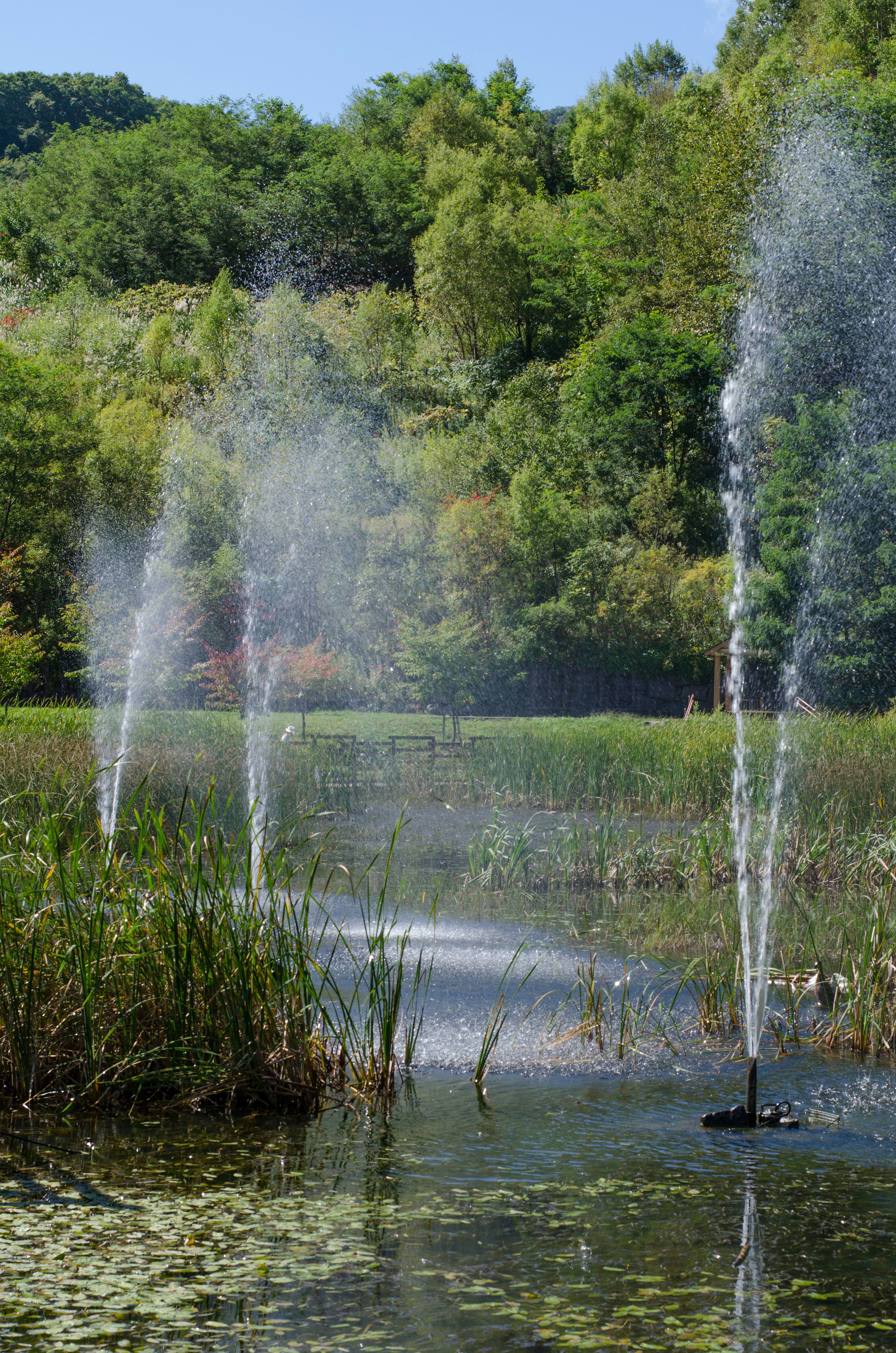 Paysage verdoyant avec des fontaines dans un étang