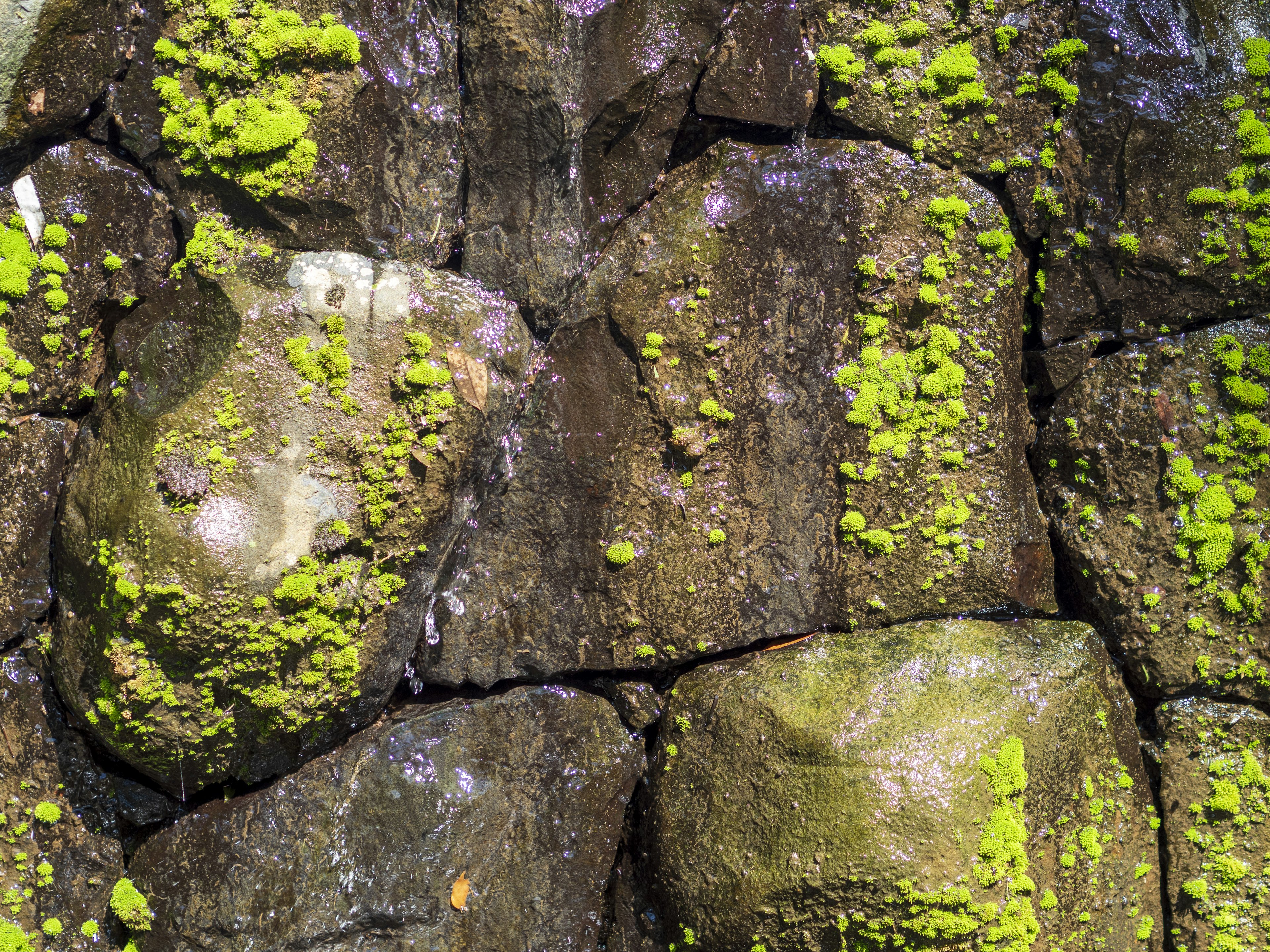 Gros plan d'un mur de pierres moussues avec de la mousse verte bien visible