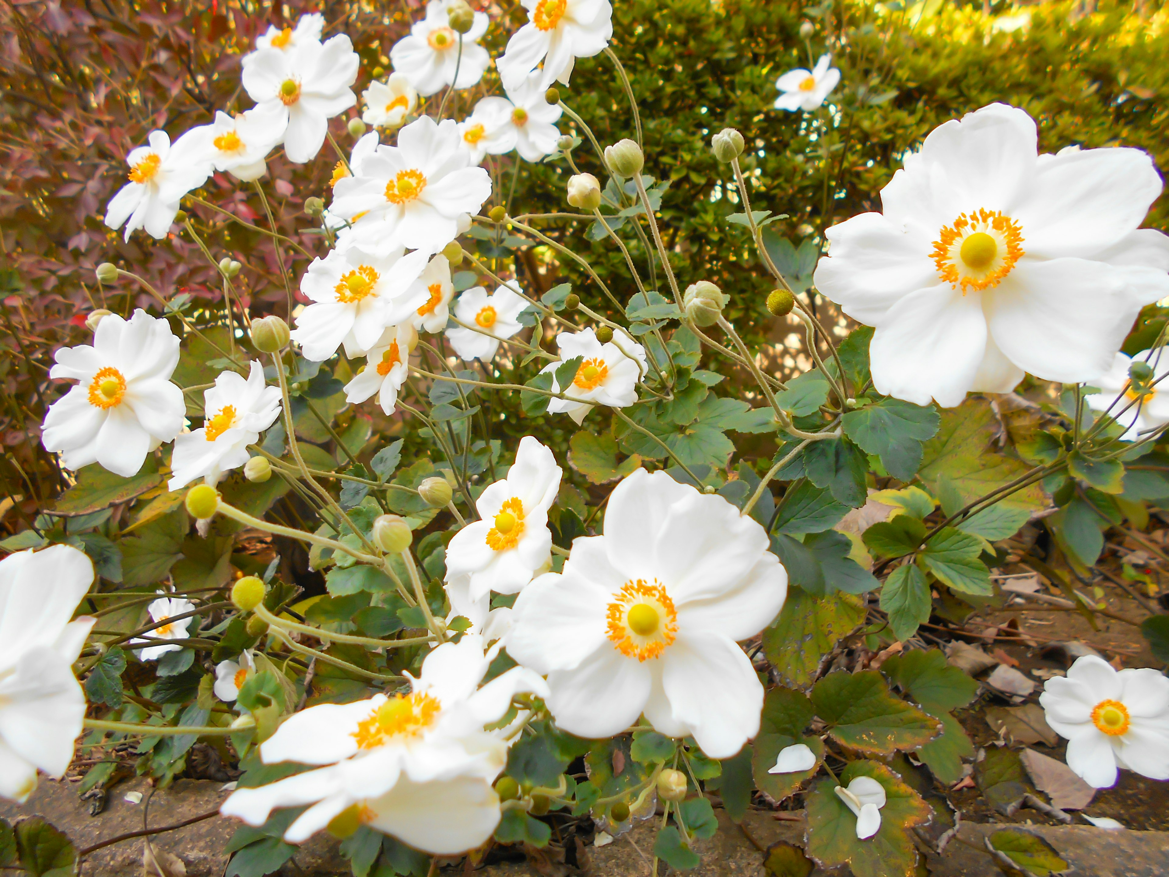 Close-up of a flowering plant with white blossoms and green leaves in the background