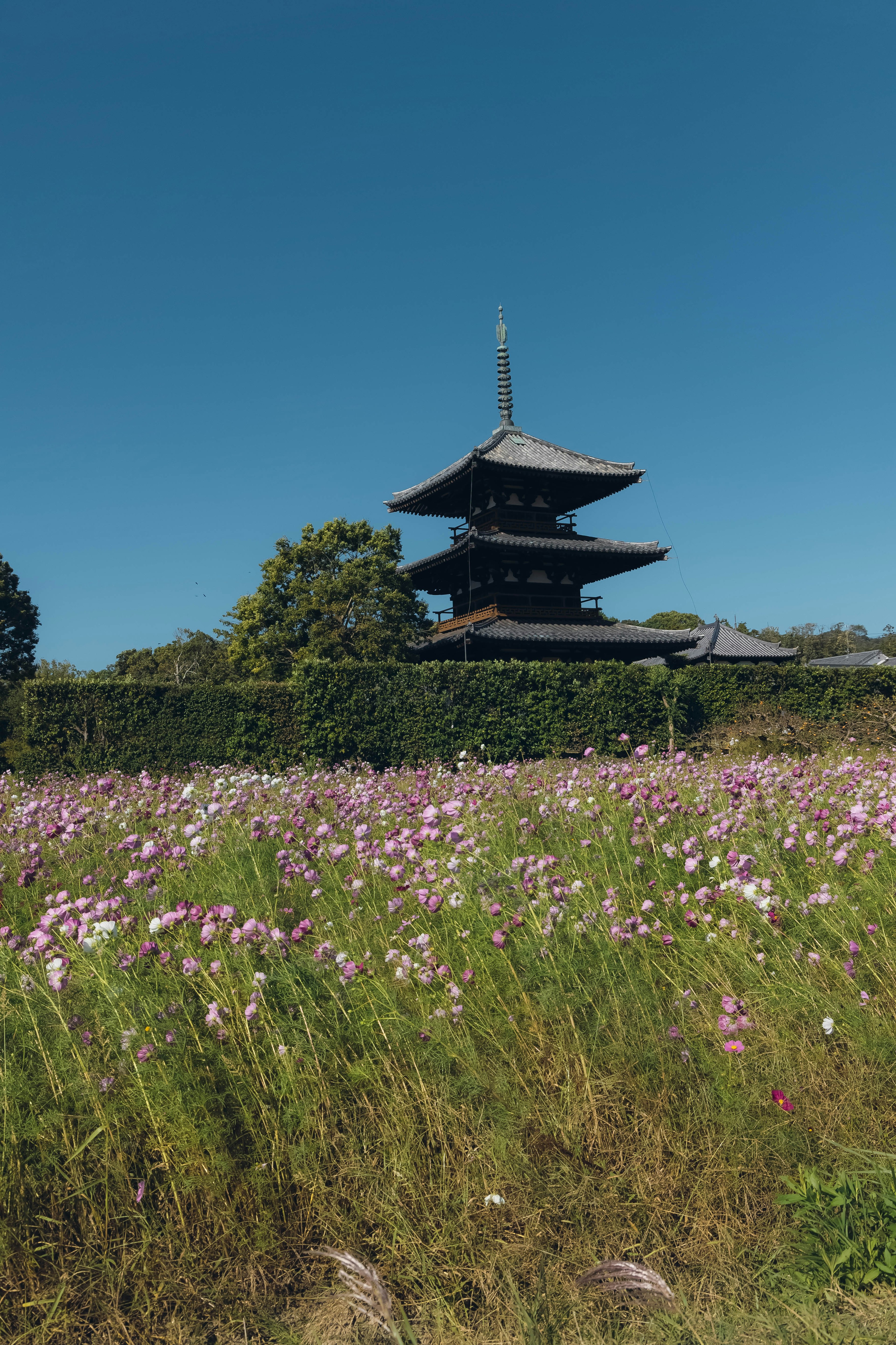 Una bella pagoda a tre piani sotto un cielo blu con fiori di cosmos colorati in primo piano