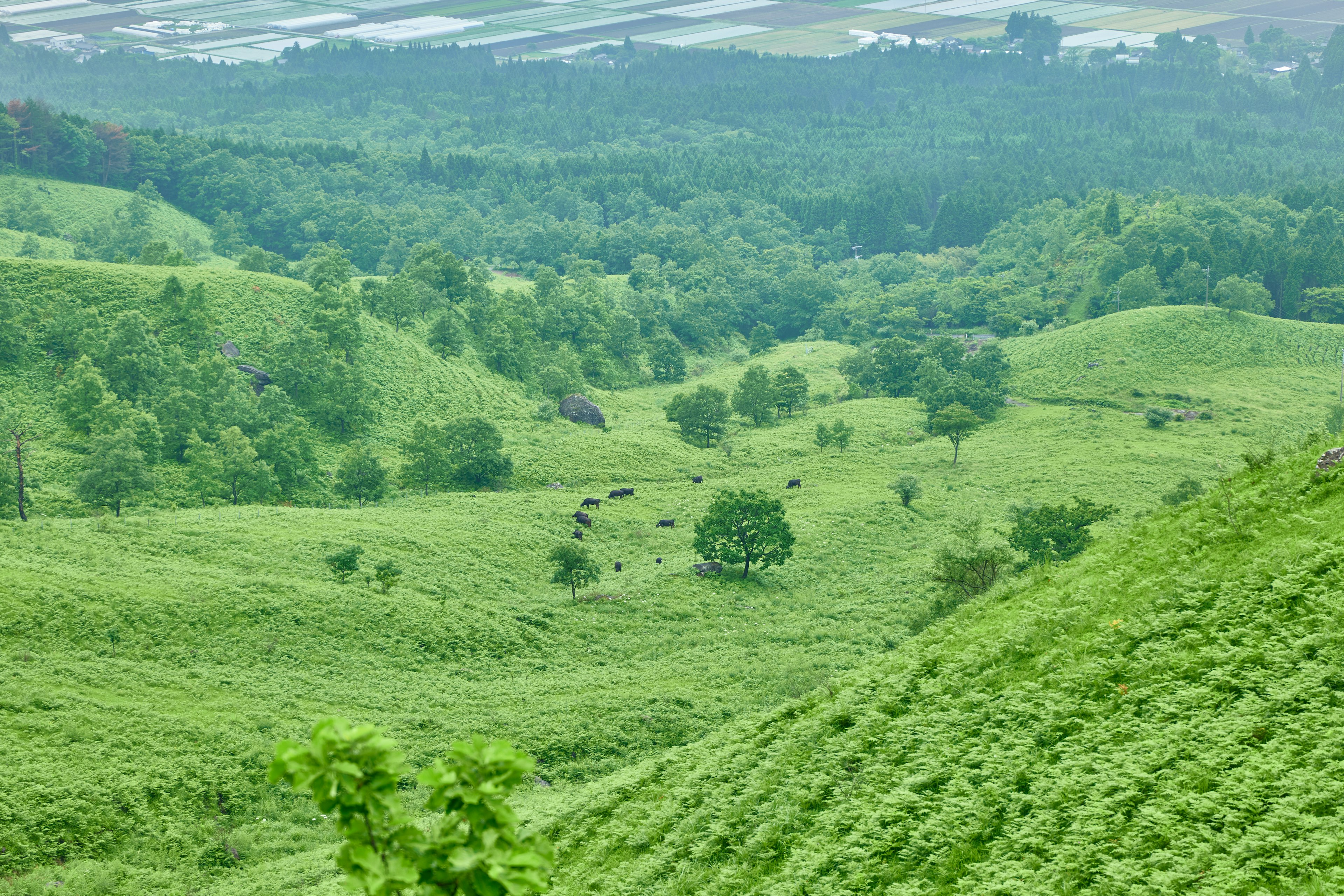 Colline verdi lussureggianti e alberi in un paesaggio scenico