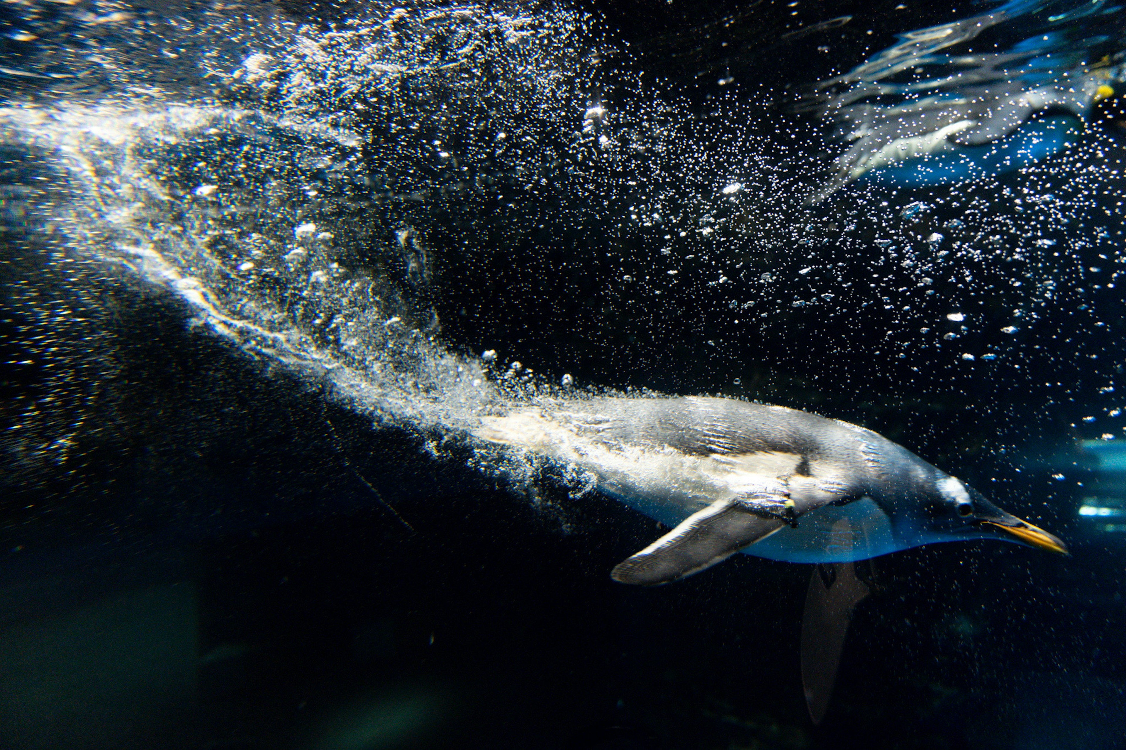 Penguin swimming underwater with bubbles