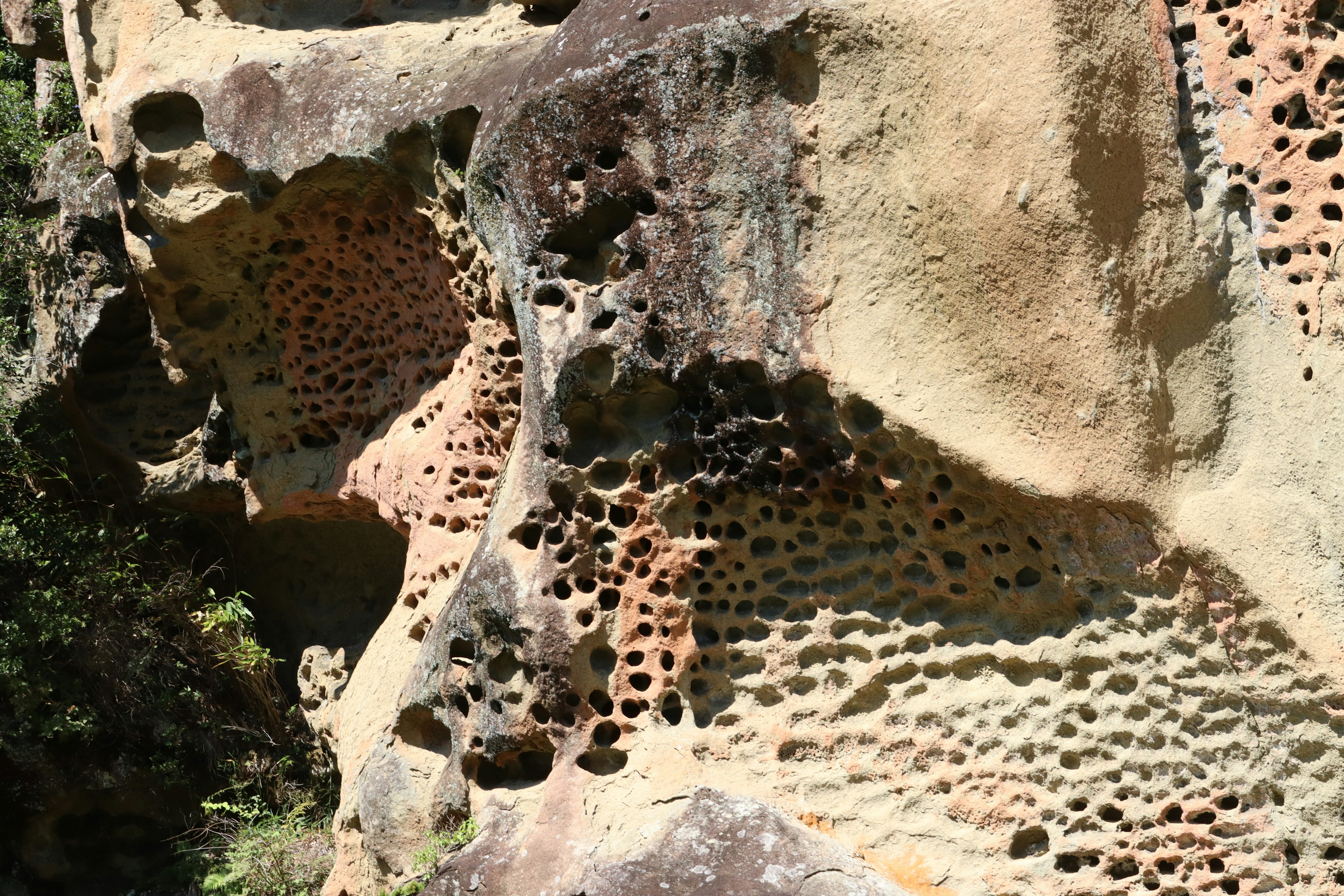 Textured rock surface with numerous holes and unique color patterns