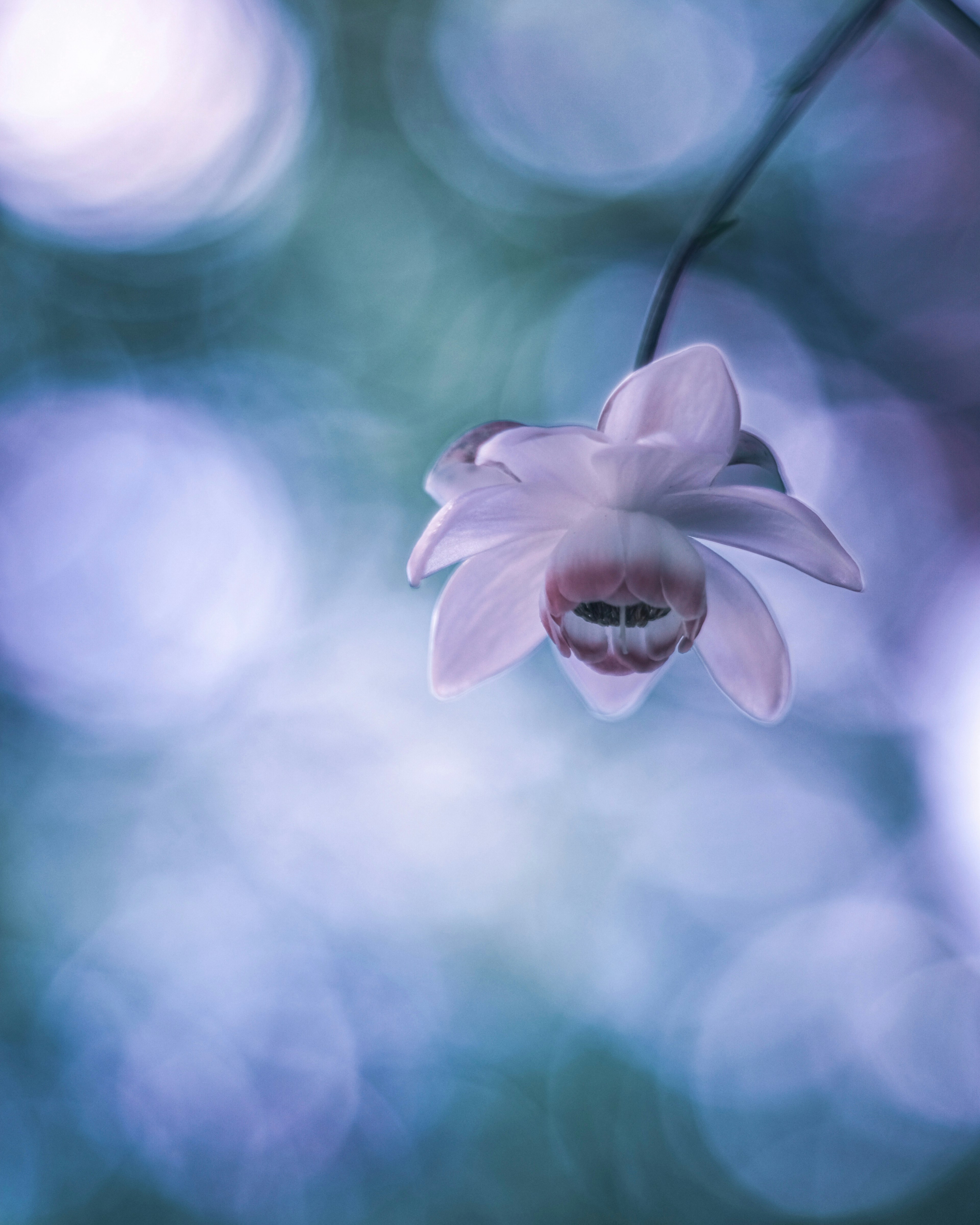 Zarte lila Blume mit verschwommenem blauen Lichtkreis im Hintergrund