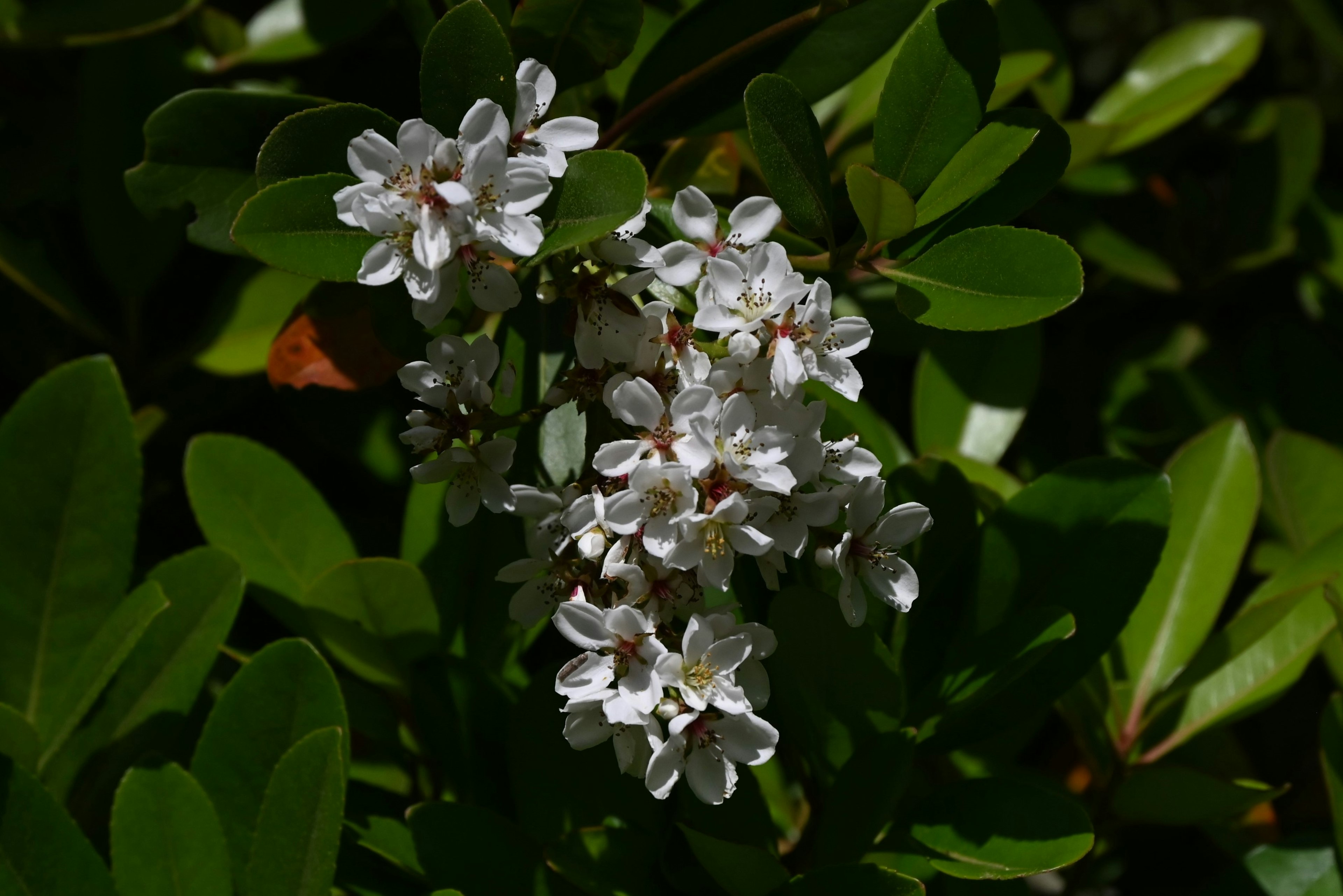 Primo piano di fiori bianchi con foglie verdi