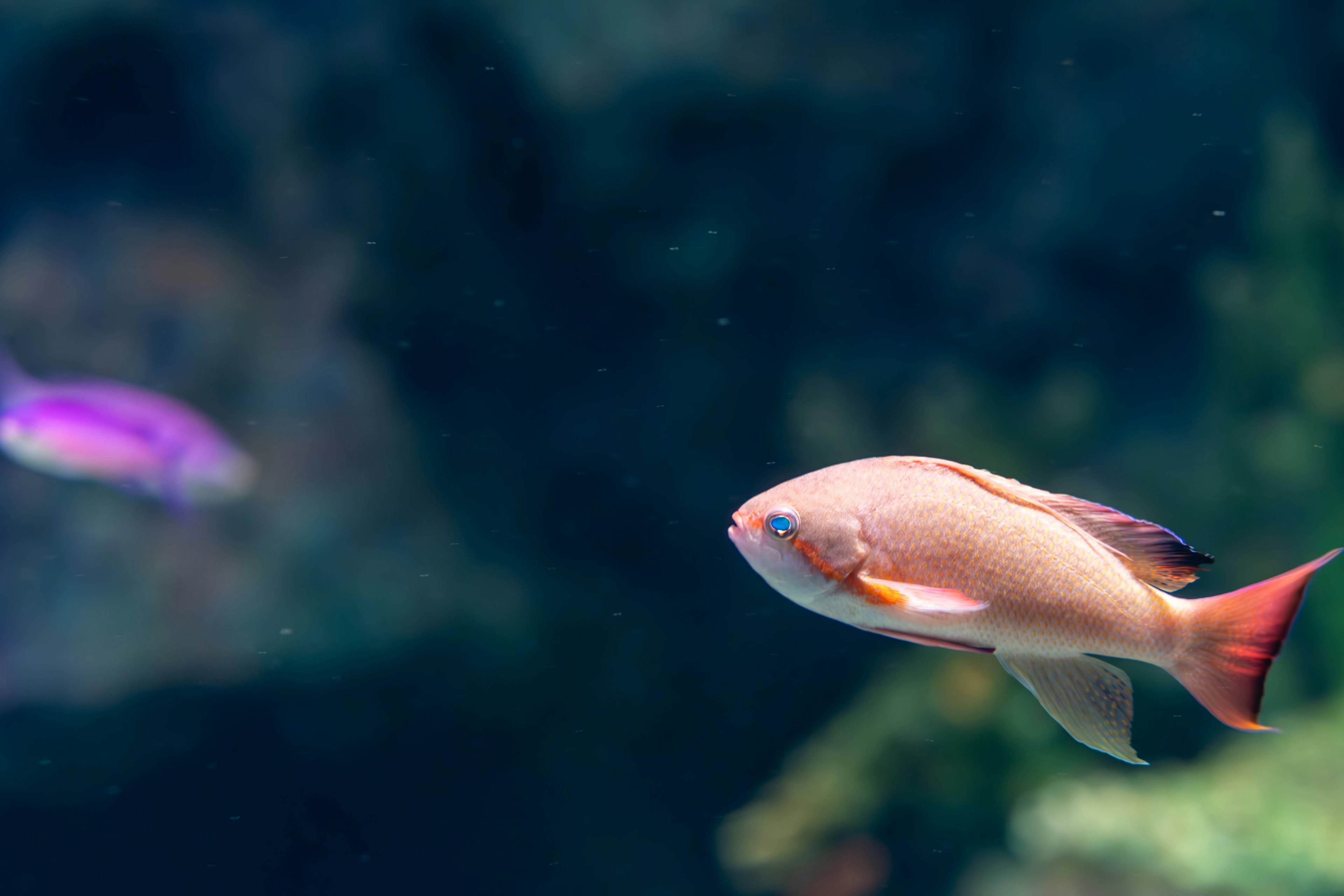 A pale pink fish swimming underwater with blurred aquatic plants in the background