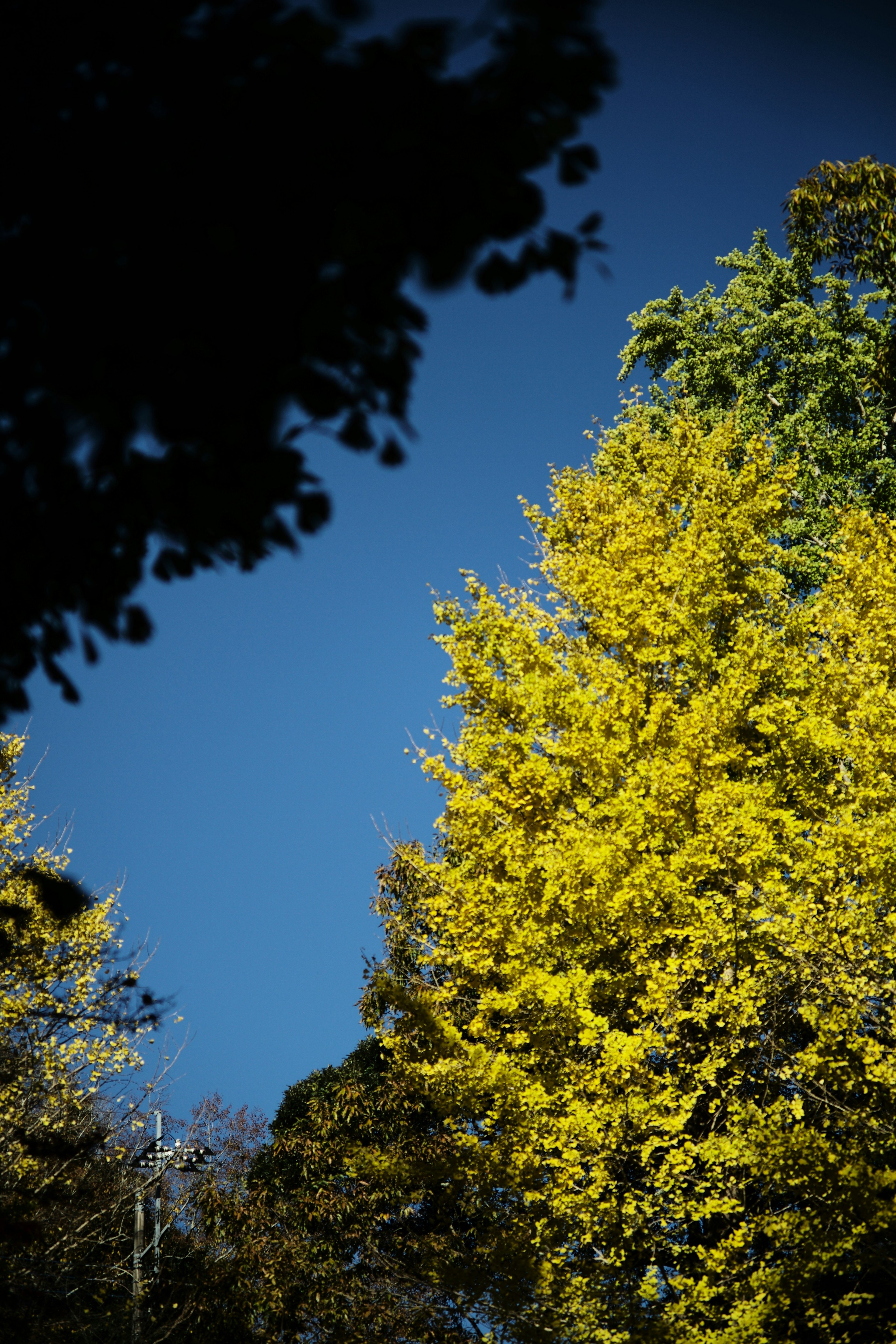 Lanskap dengan daun kuning cerah melawan langit biru