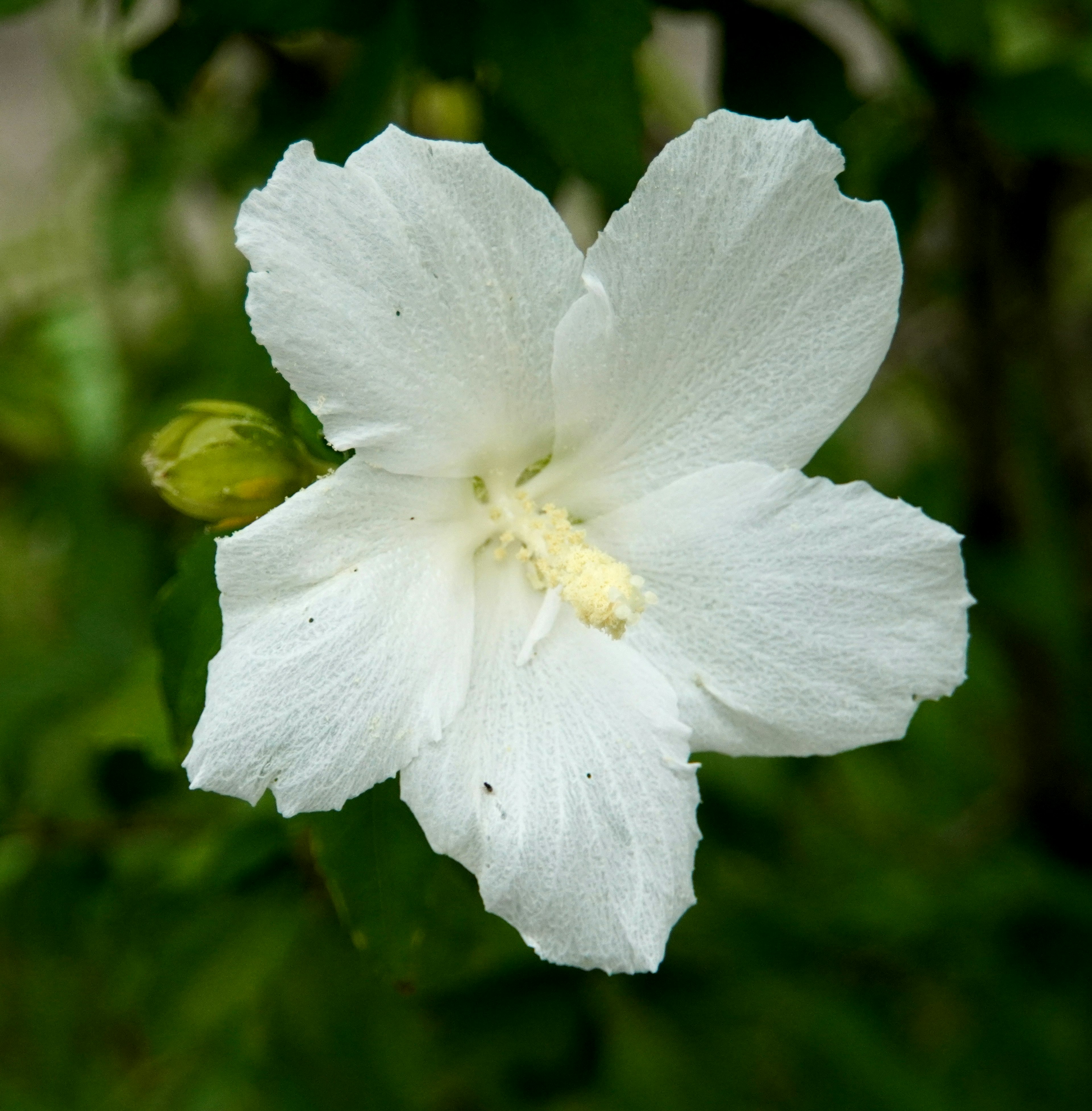 Acercamiento de una flor blanca con centro amarillo