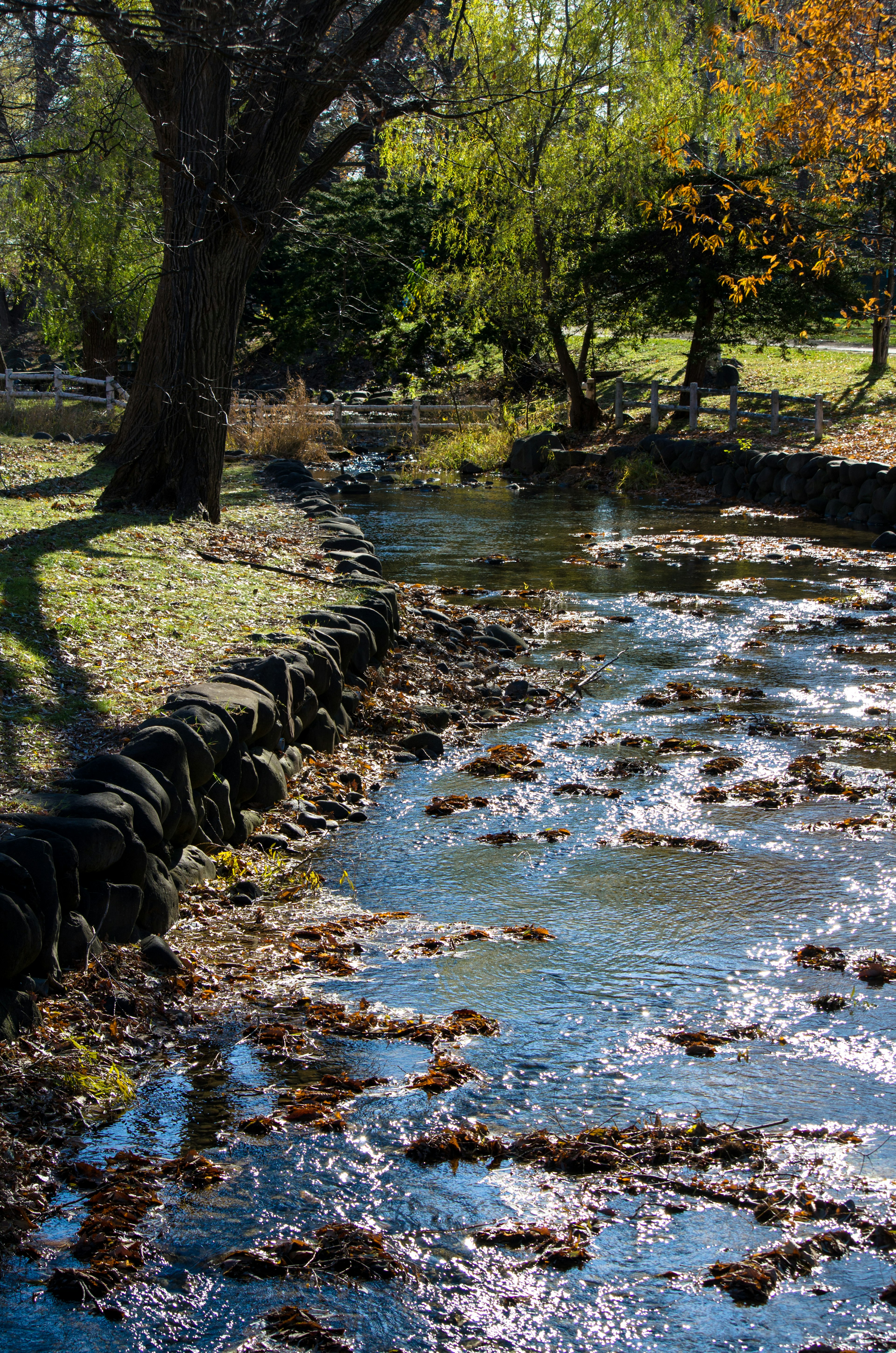 穏やかな流れの小川とその周囲の自然風景