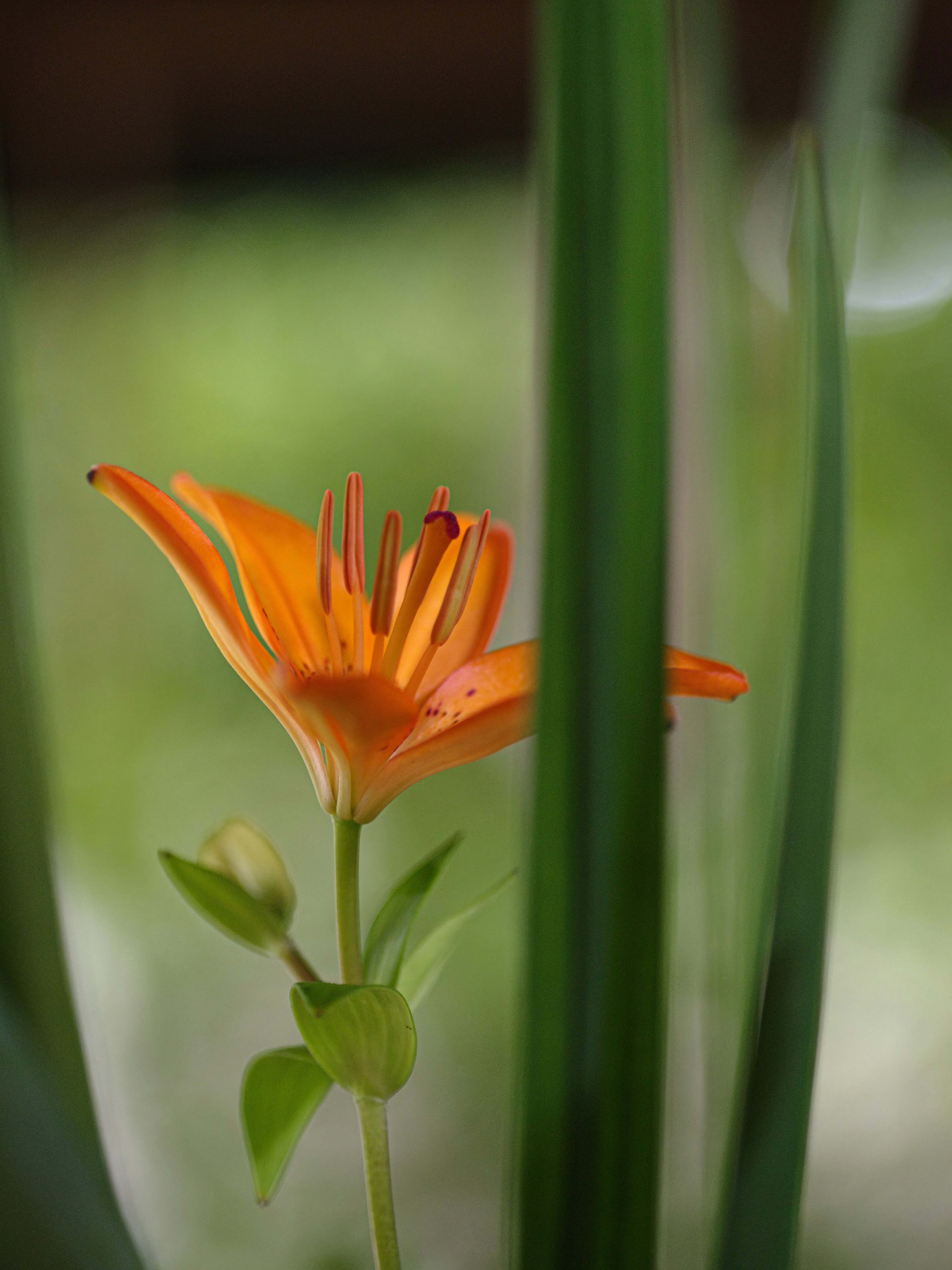 Flor naranja rodeada de hojas verdes