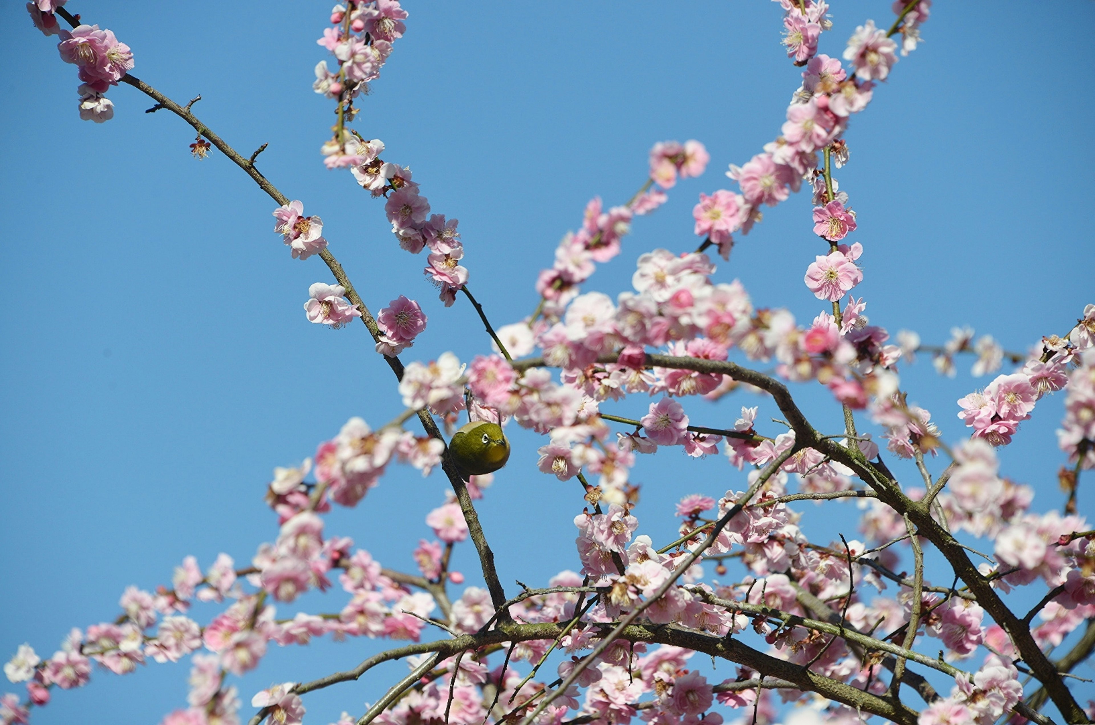 Peach blossoms and branches under a blue sky